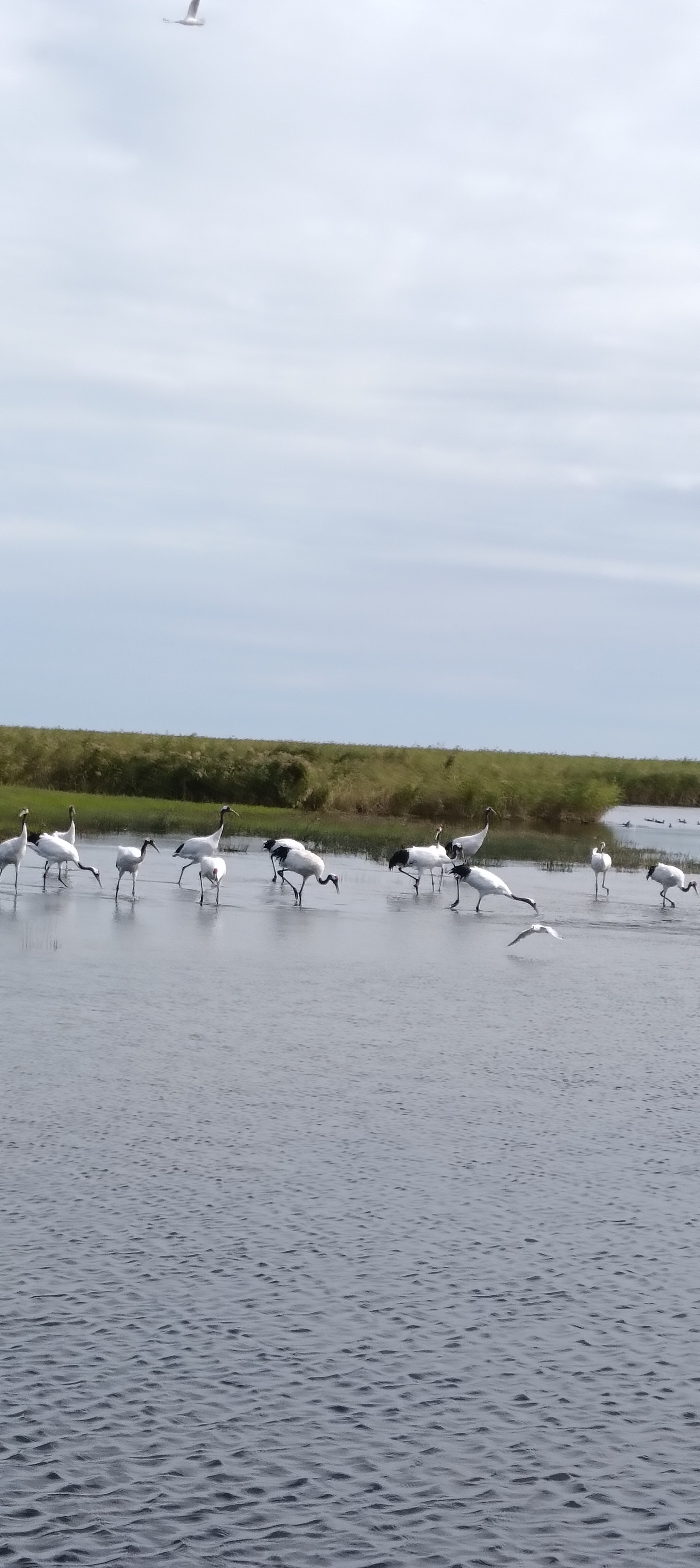 纠结了好长时间,终于还是冒雨出发了,发往扎龙湿地公园的车站好难找