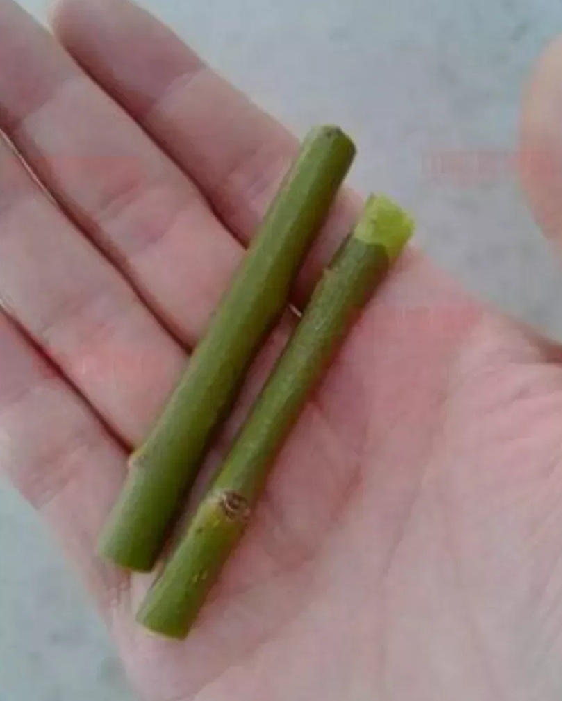 小时候的玩具大部分都是自己做,不花银子还锻炼了动手能力.