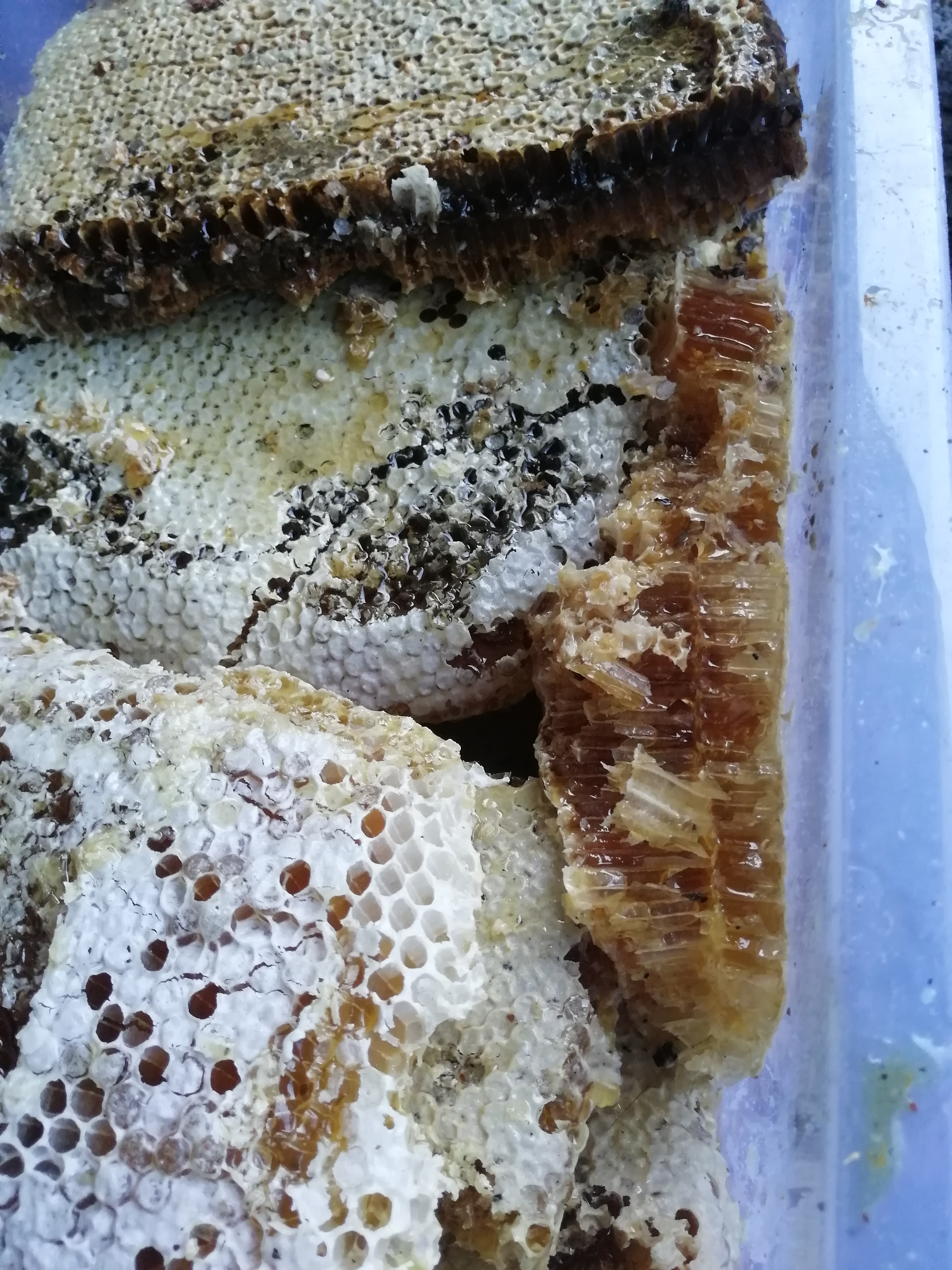 梦见山上有很多野蜂蜜在飞(梦见山上有很多野蜂蜜在飞什么意思)