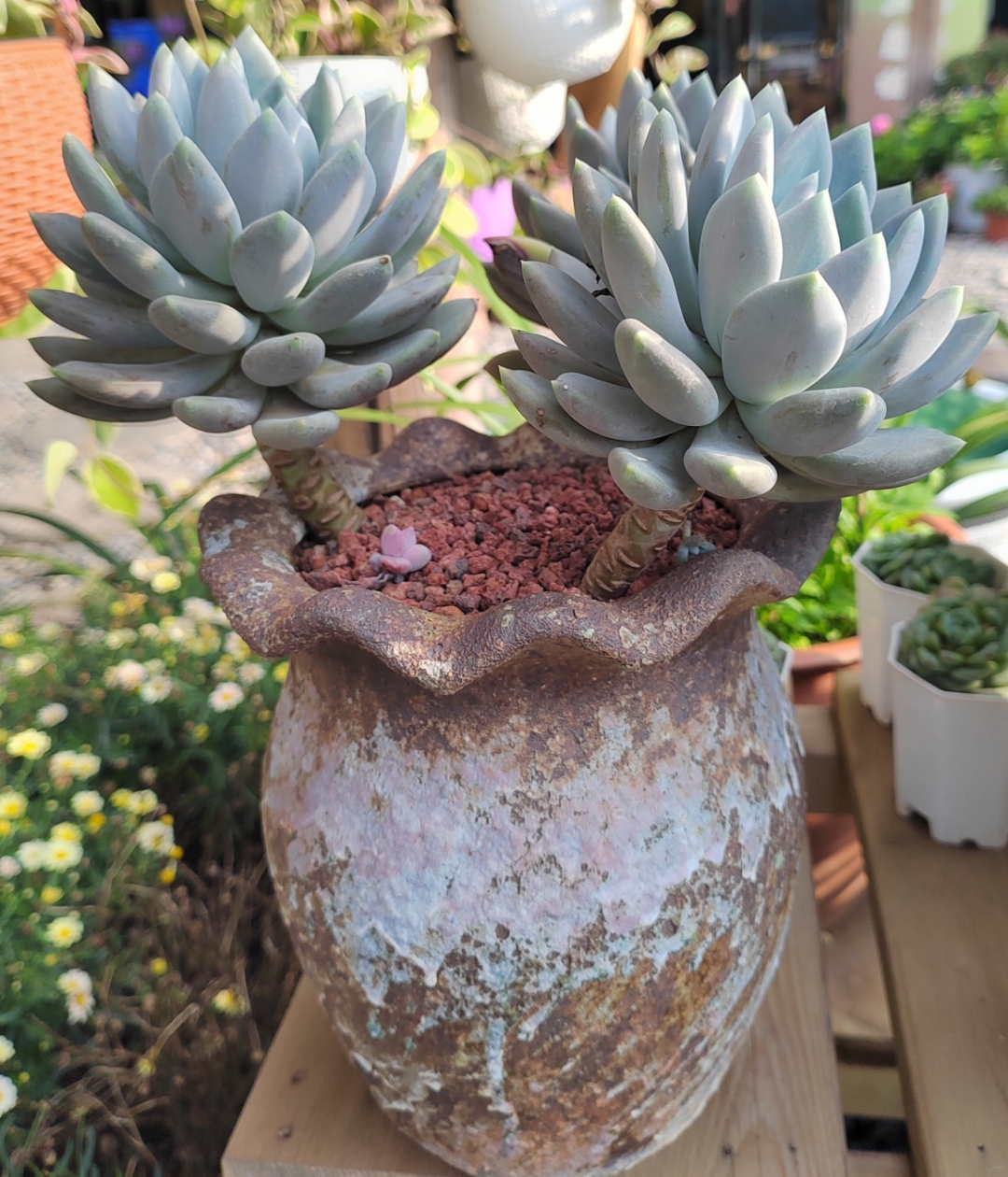 多肉植物一一霜之朝,它的花语是冰封的火焰