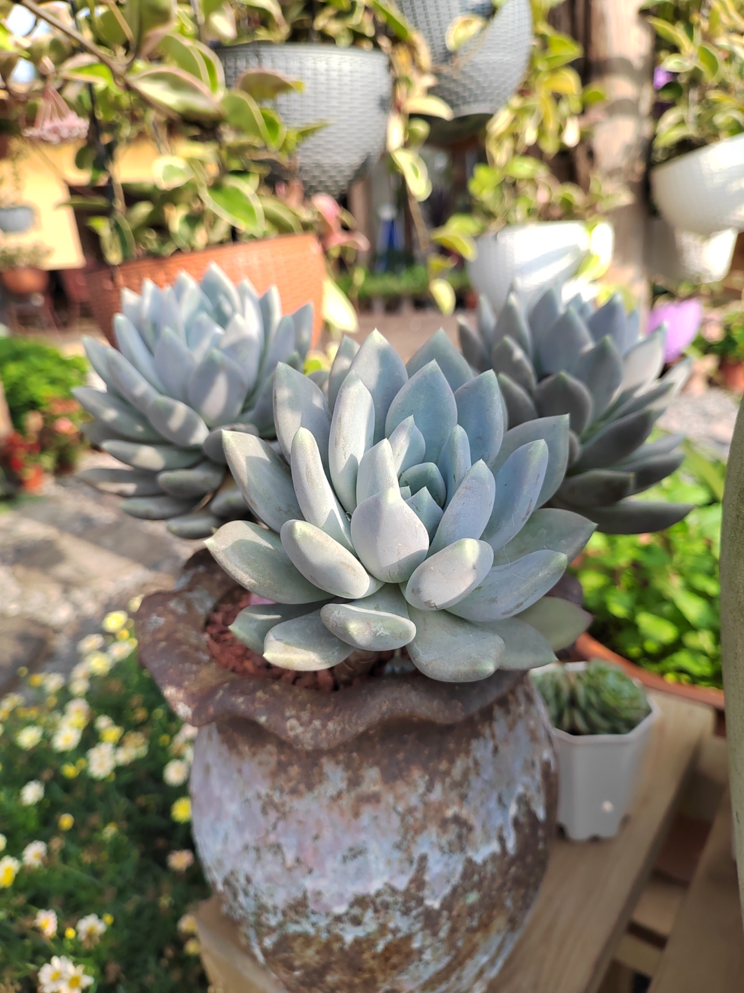 多肉植物一一霜之朝,它的花语是冰封的火焰