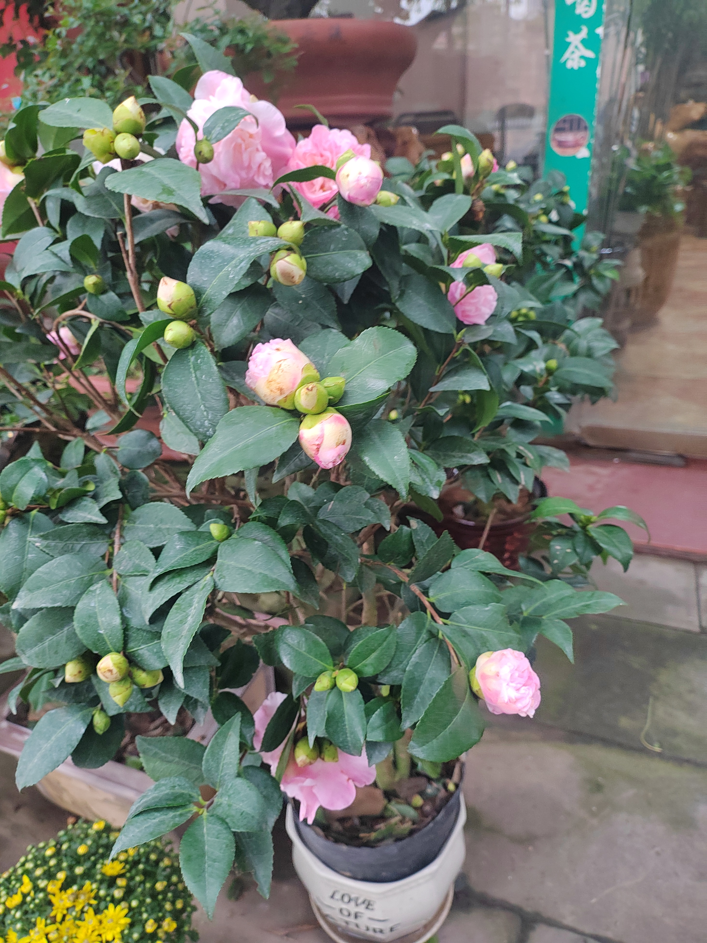 99我必须和你们分享我近期发现的一种超级棒的山茶花苗——香妃山茶