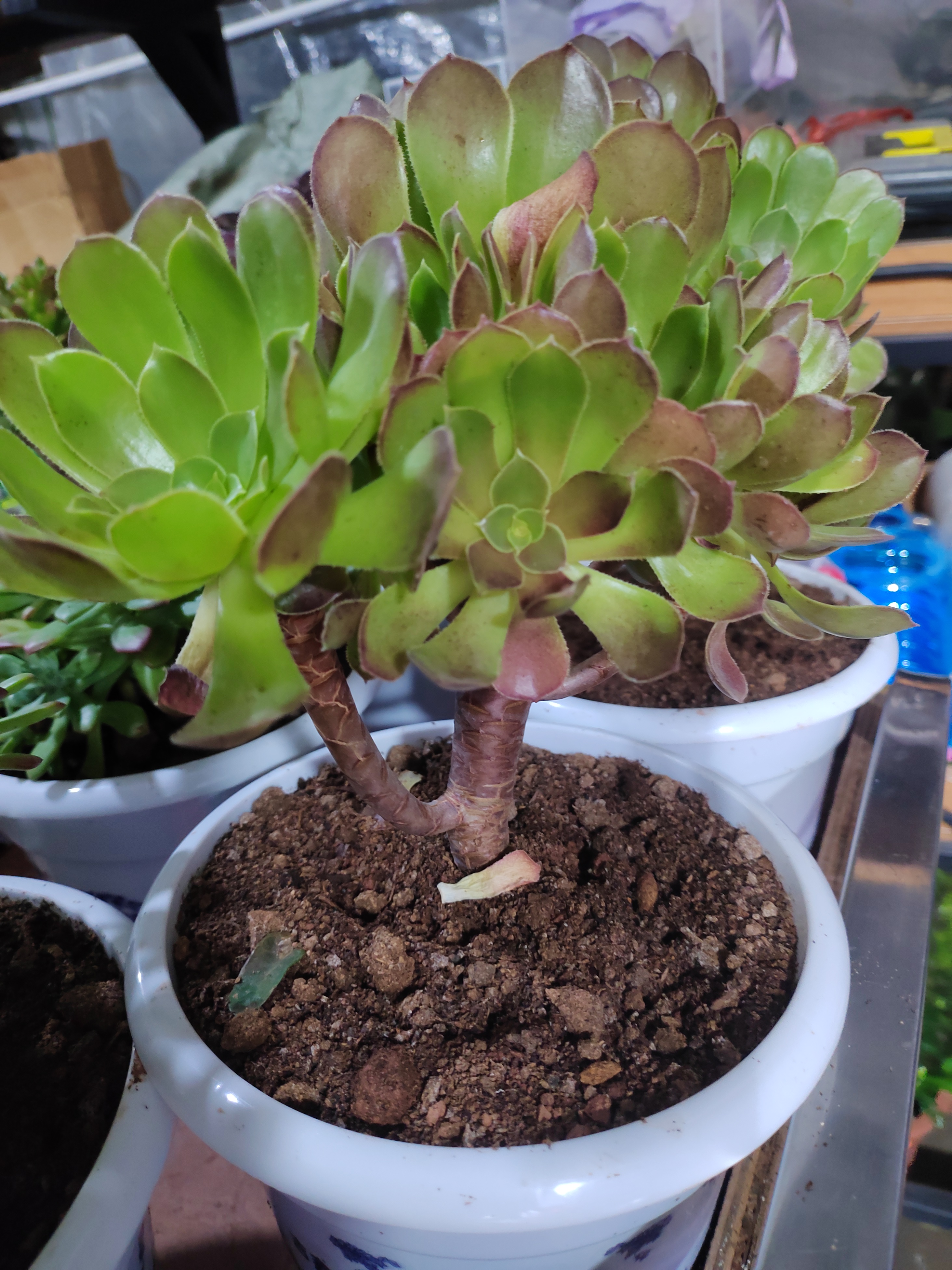 《吟莲花掌》 莲花掌多肉, 绿意满盆栽. 圆叶如荷叶, 叶翠亦可爱.