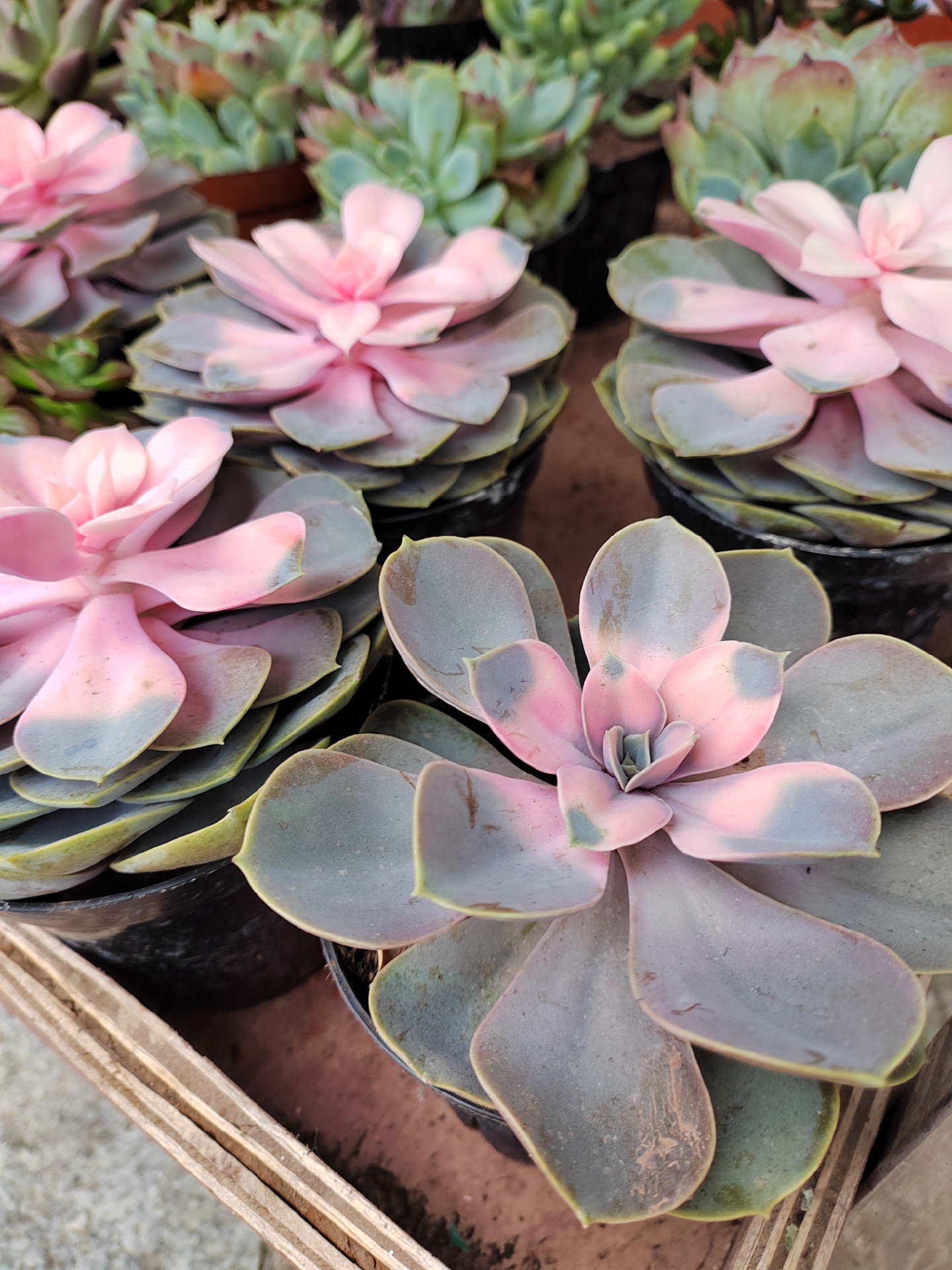 这盆紫珍珠多肉,就像一位静谧的仙子,带着难以抵挡的魅力!