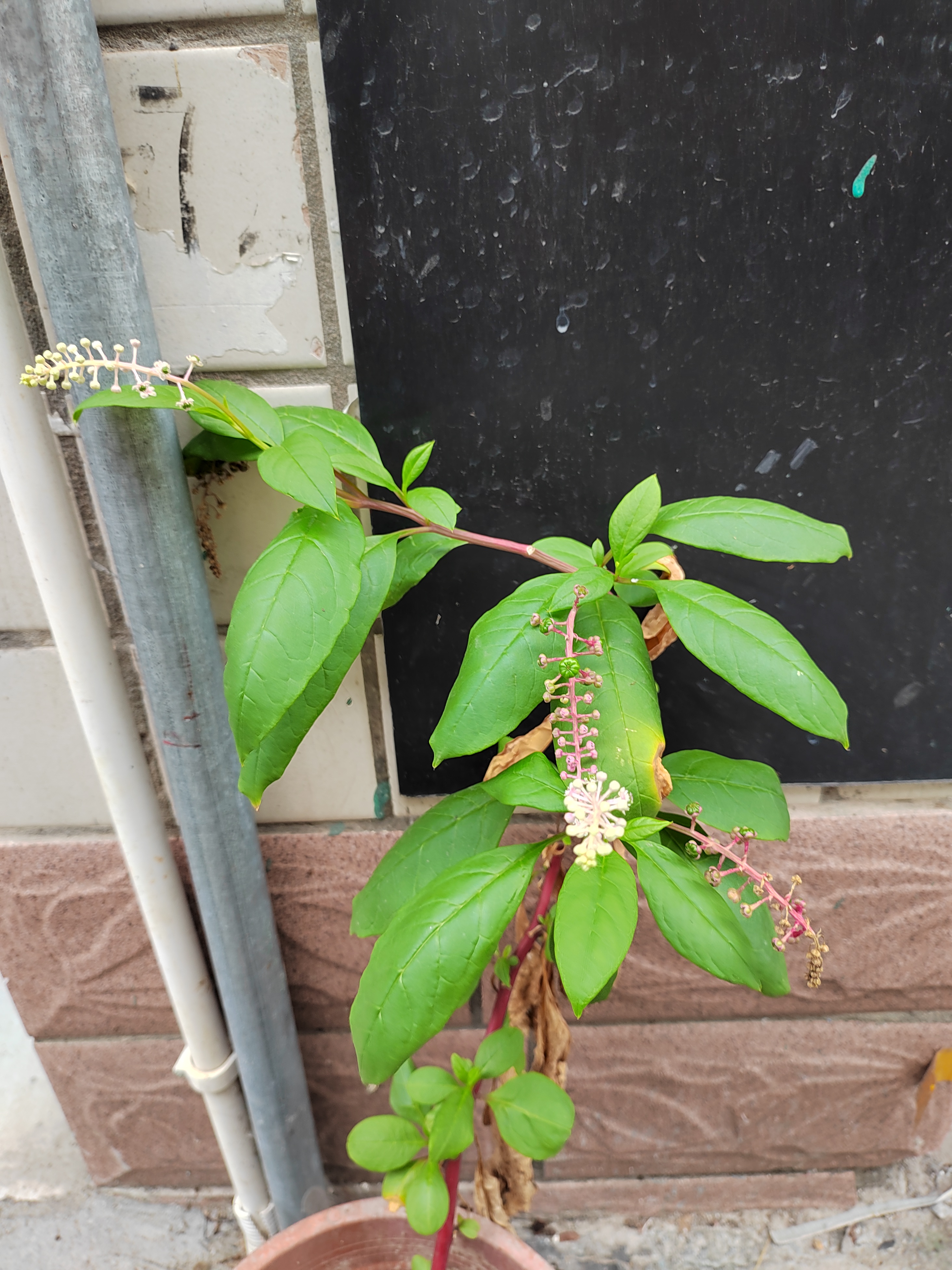 拍到了一组垂序商陆[鲜花] 它的花语 野生