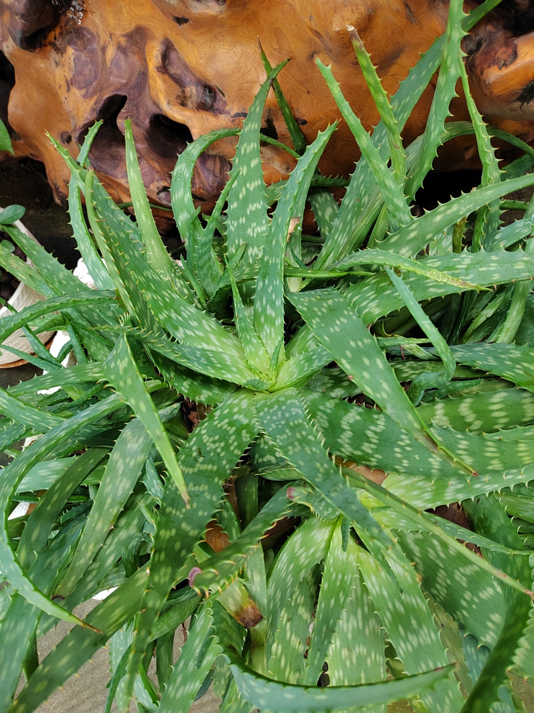 拍到了一组皂质芦荟