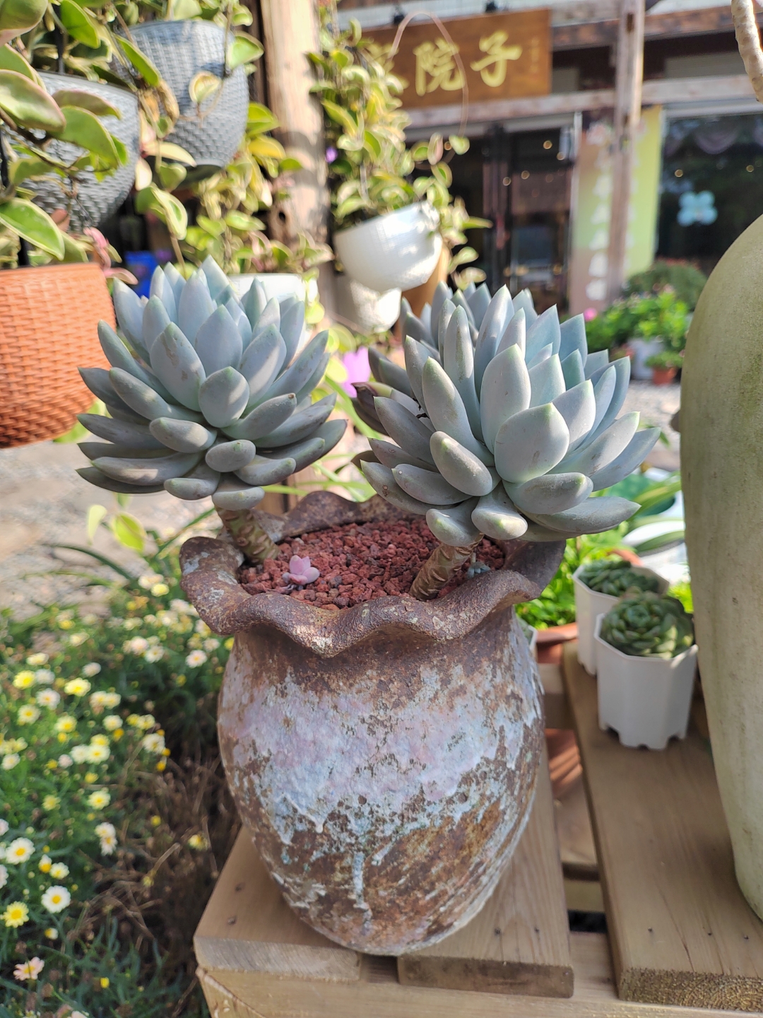 多肉植物一一霜之朝,它的花语是冰封的火焰