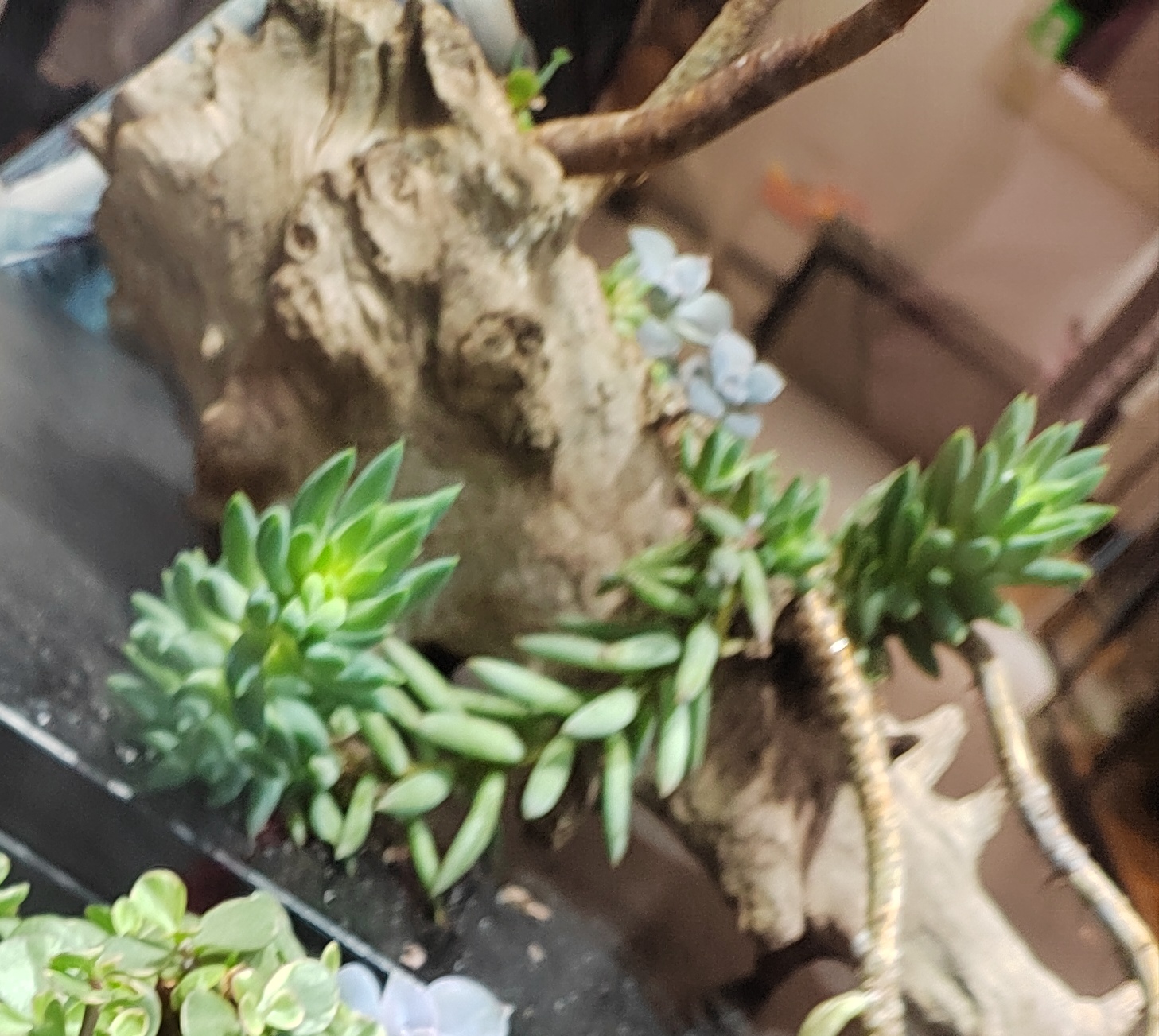 91多肉白花小松,治愈系小植物!