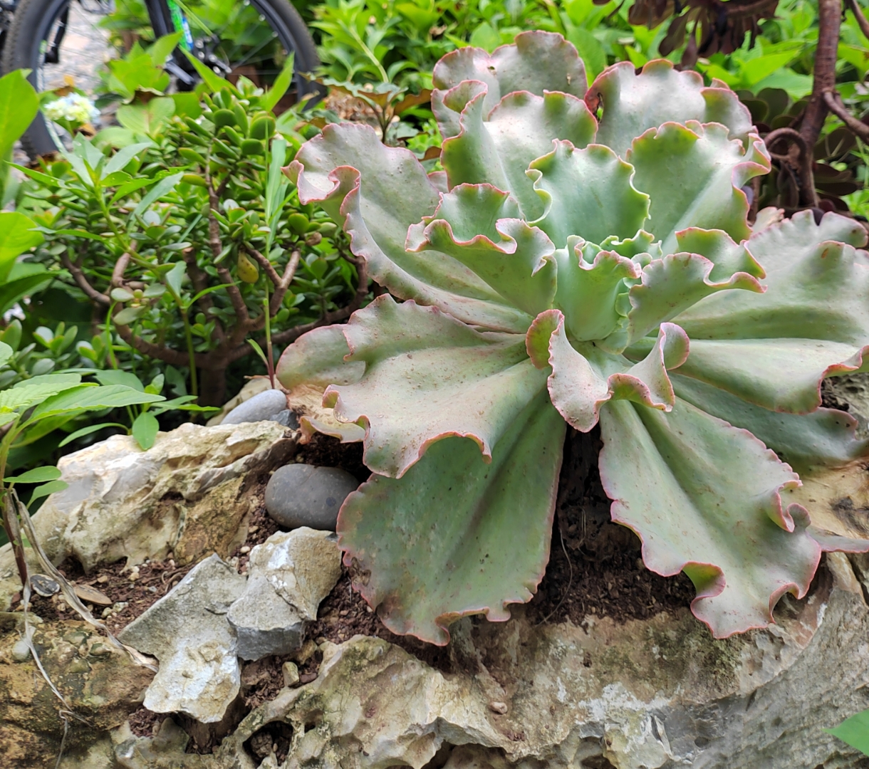 女王花笠,又名扇贝石莲花,特征是呈大波浪状褶皱的红色叶缘,气质高贵