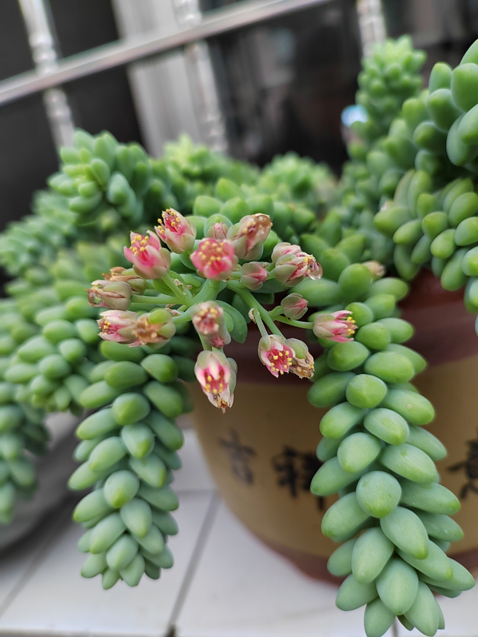 我家阳台多肉植物一一玉缀开花了[鲜花]