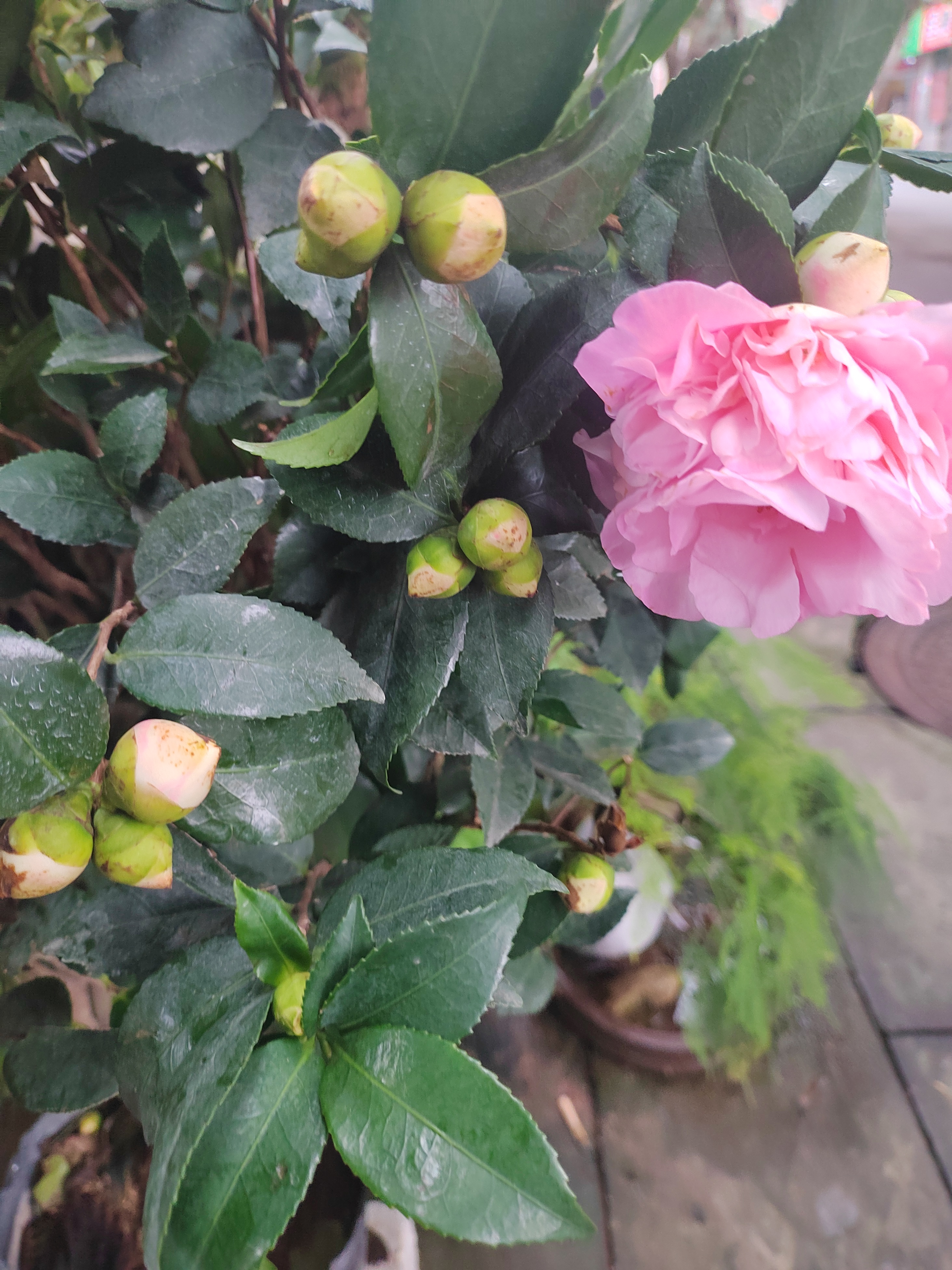 99我必须和你们分享我近期发现的一种超级棒的山茶花苗——香妃山茶