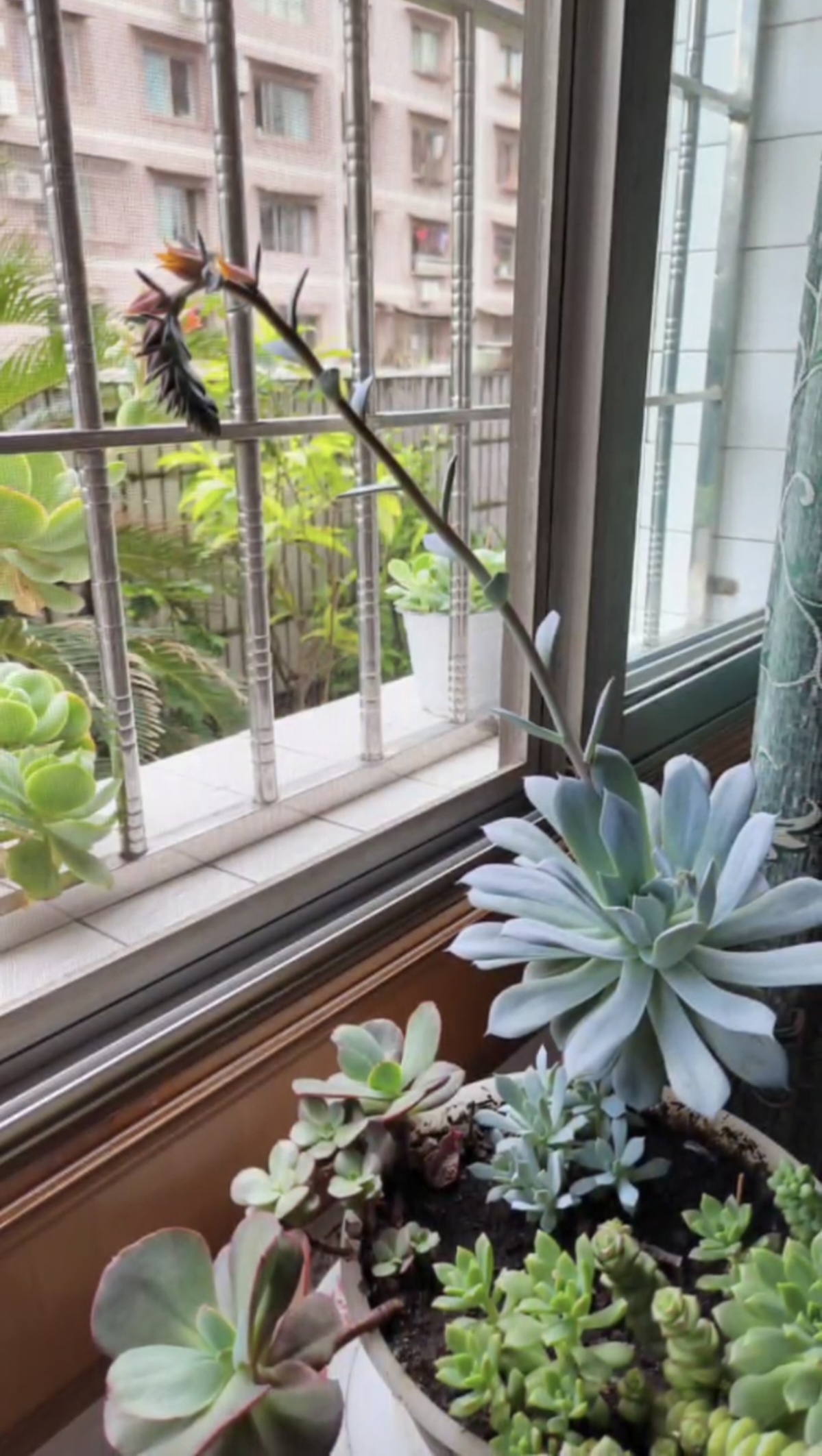 我家阳台的多肉植物一一广寒宫开花了🌺