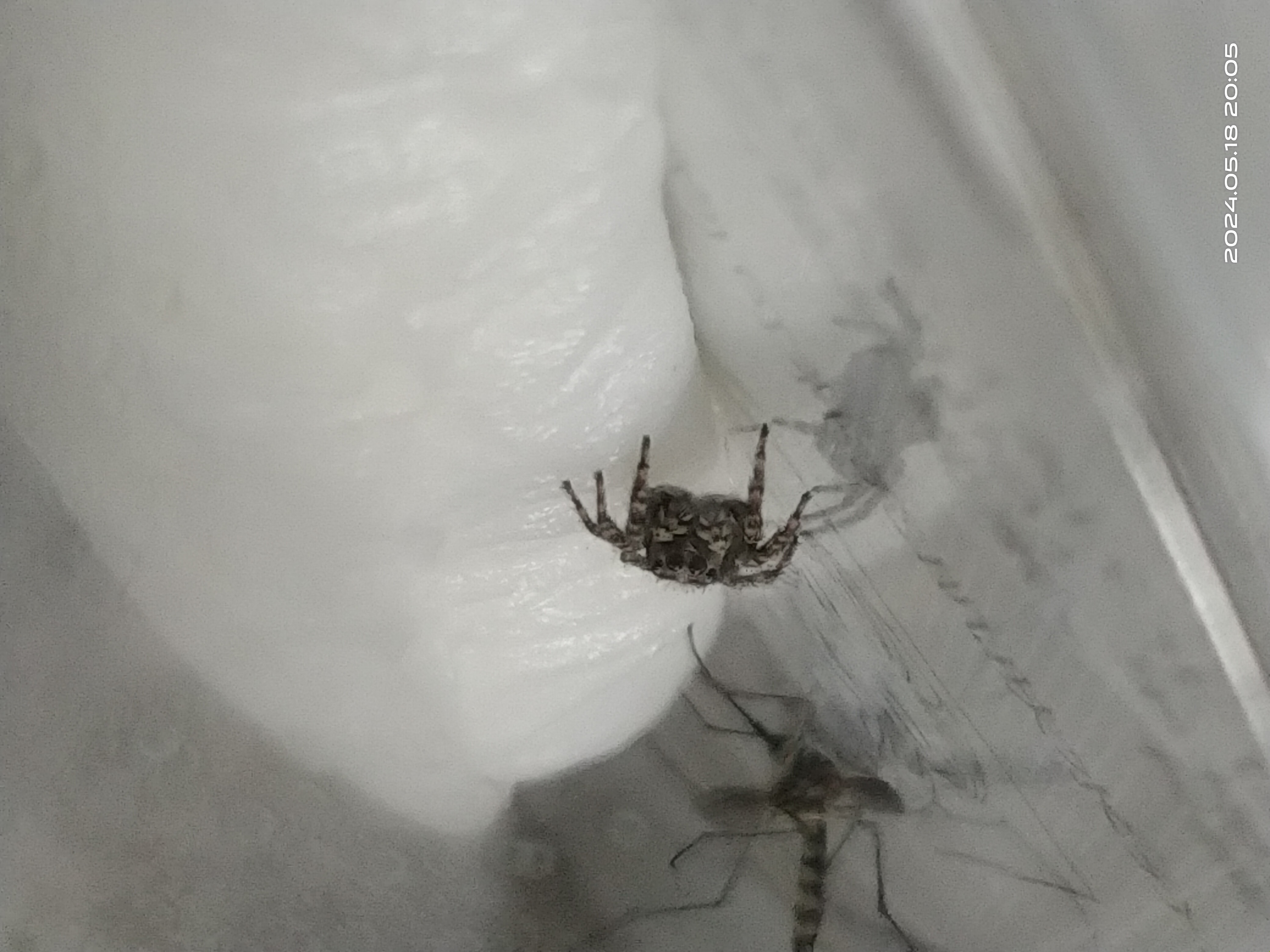 谁能告诉我,这个跳蛛是什么品种的,可不可以养