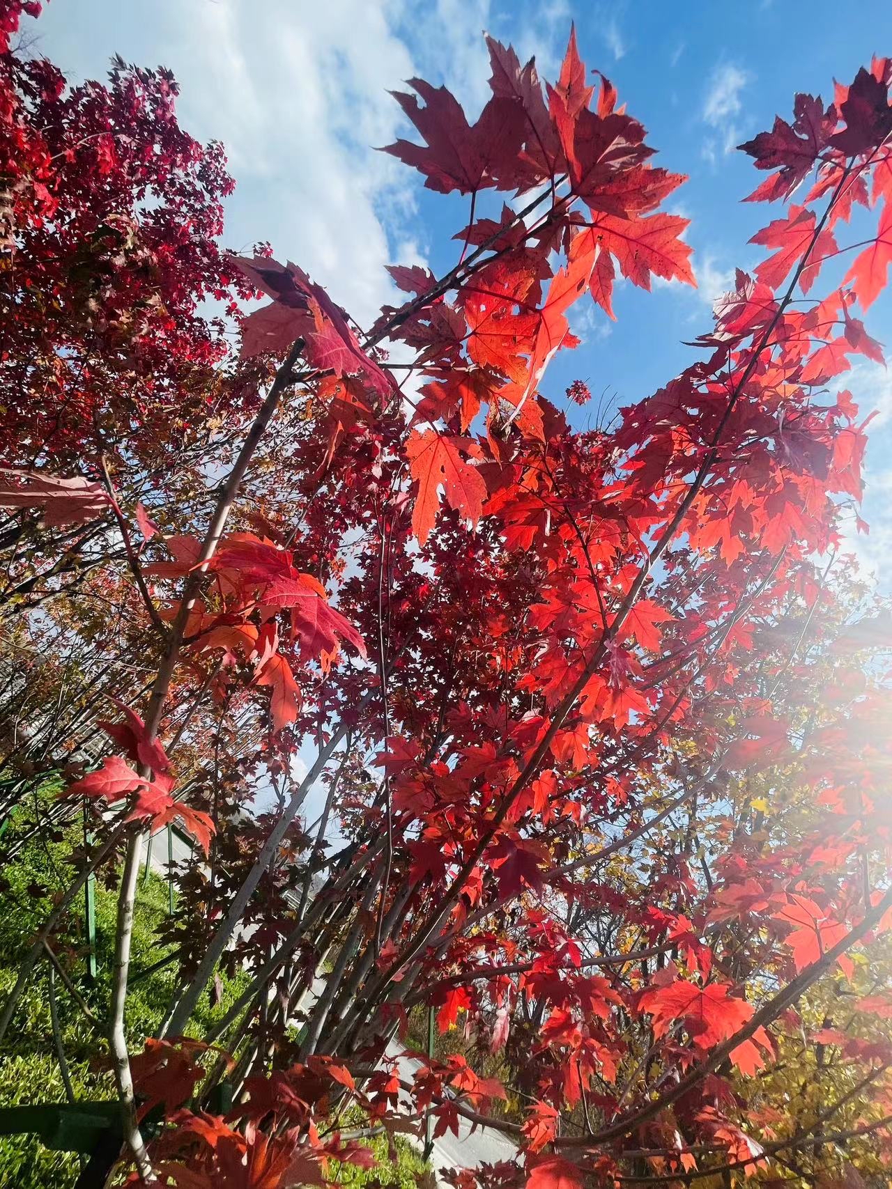 最大的红枫树图片图片