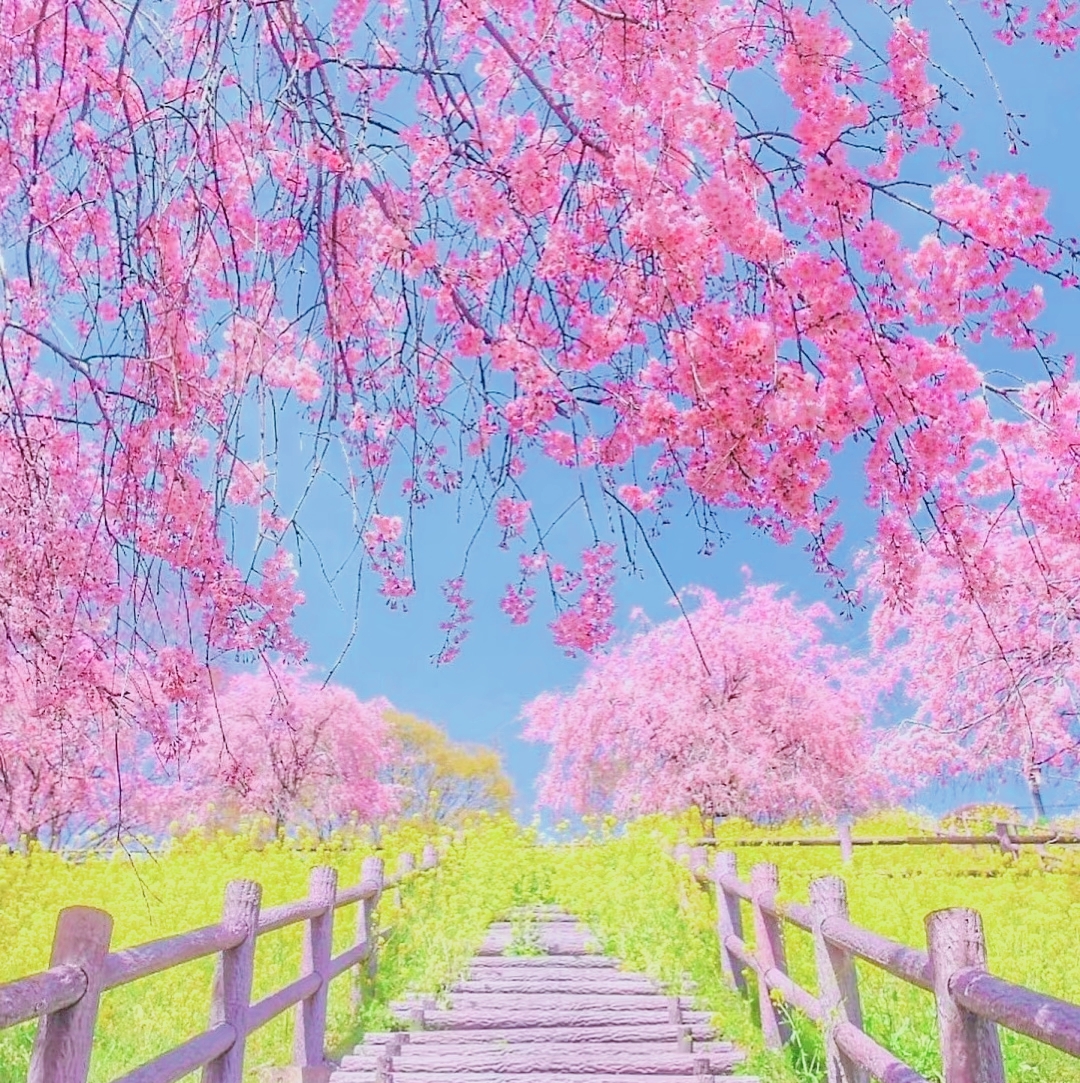 🌸🌸🌸一片粉色的樱花林,让我仿佛置身于一个梦幻的世界中.