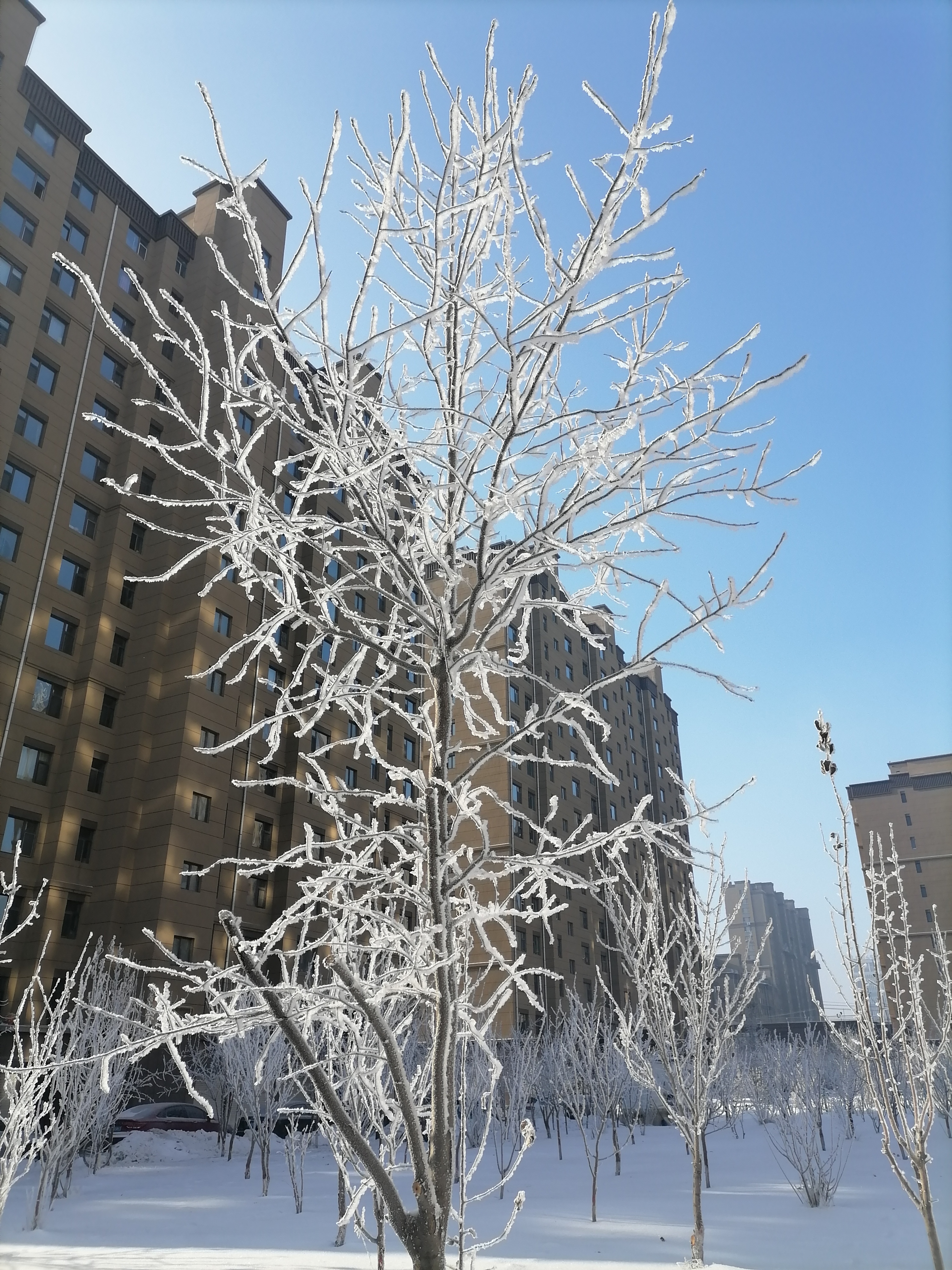 树上的雪融化了图片