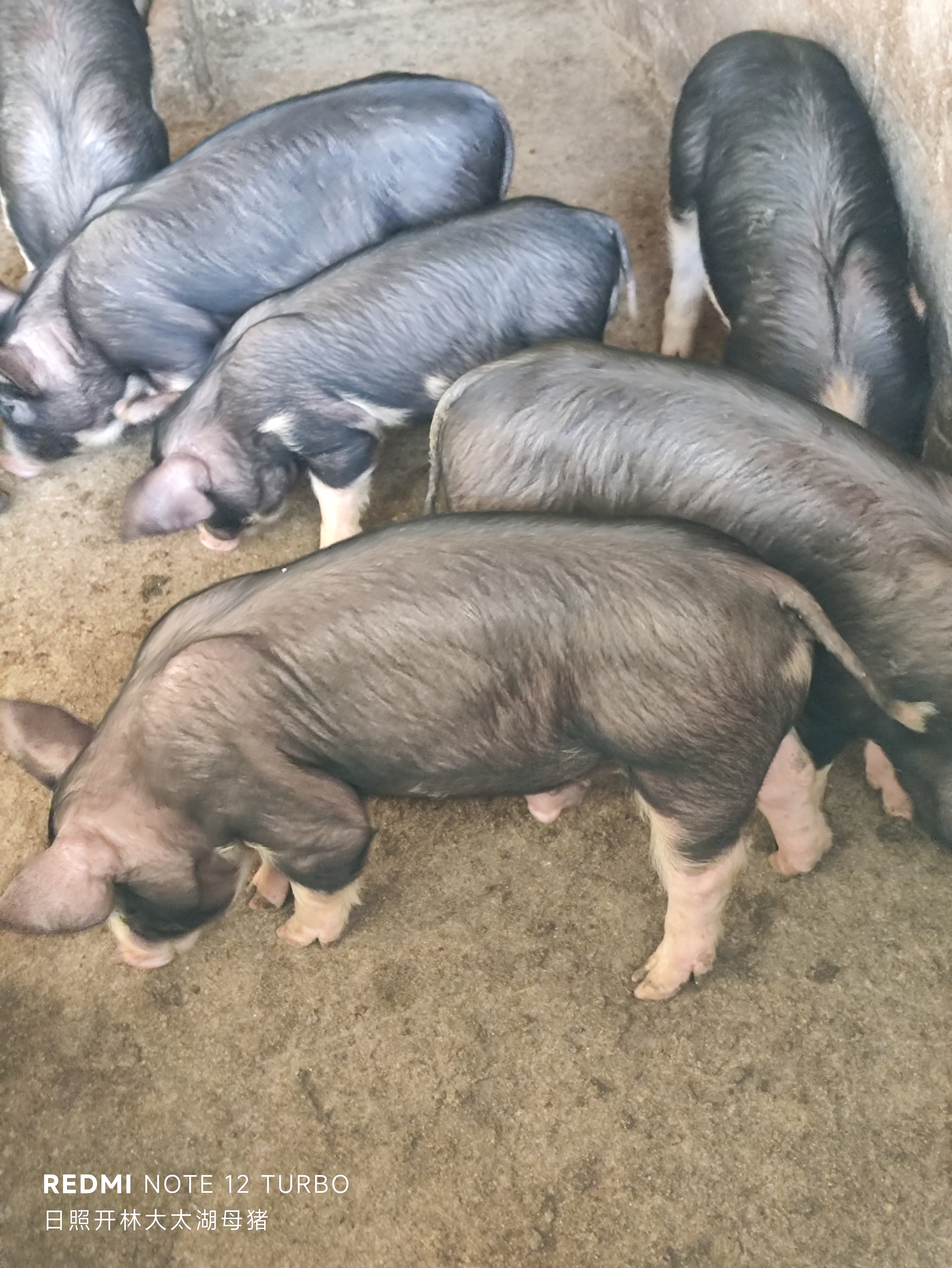 这组小猪仔照片太可爱啦!