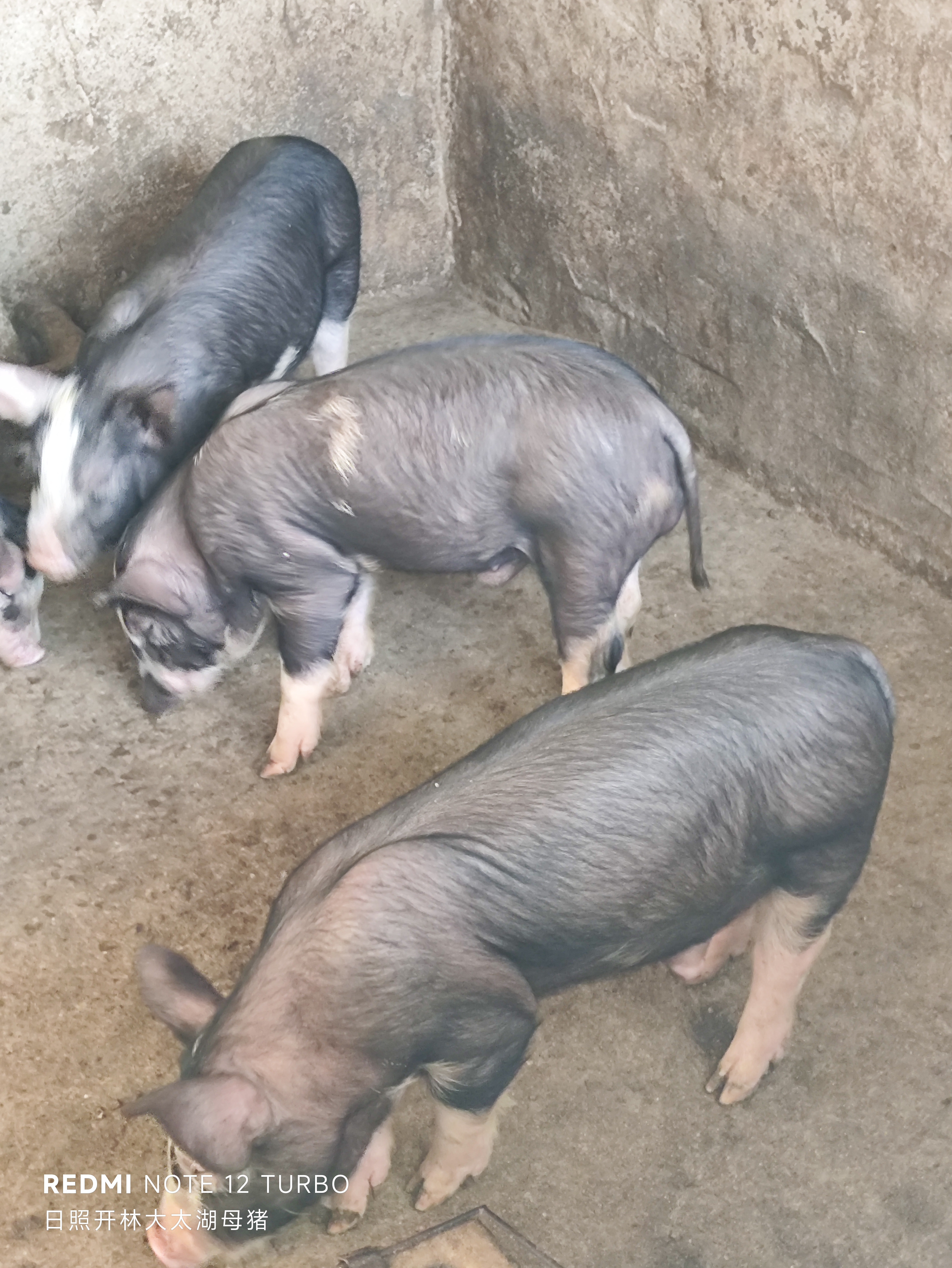 这组小猪仔照片太可爱啦!