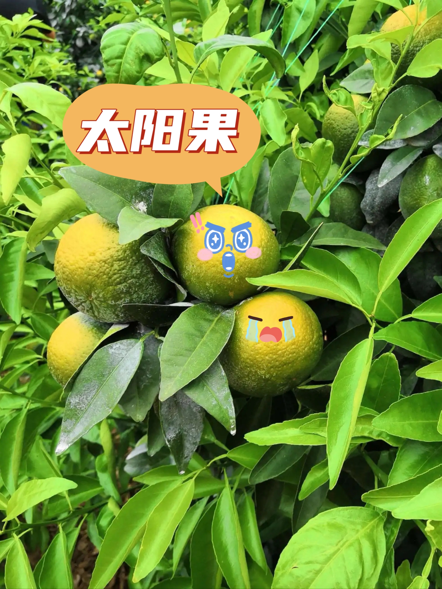 就要做防晒管理了,因为防日灼一定要趁早,等出现太阳果的时候再做就来