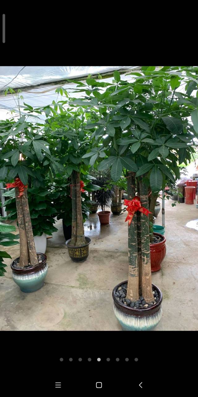 常州夏季高温天气频发,绿植盆栽死亡率居高不下,对于绿植租赁行业苦不