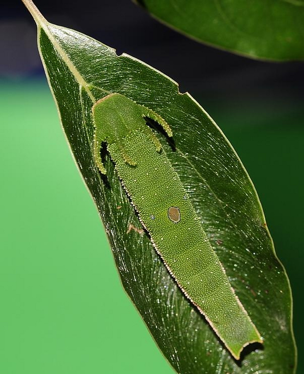 动物# 头上长角的毛毛虫见过吗,有人知道它的学名是什么吗