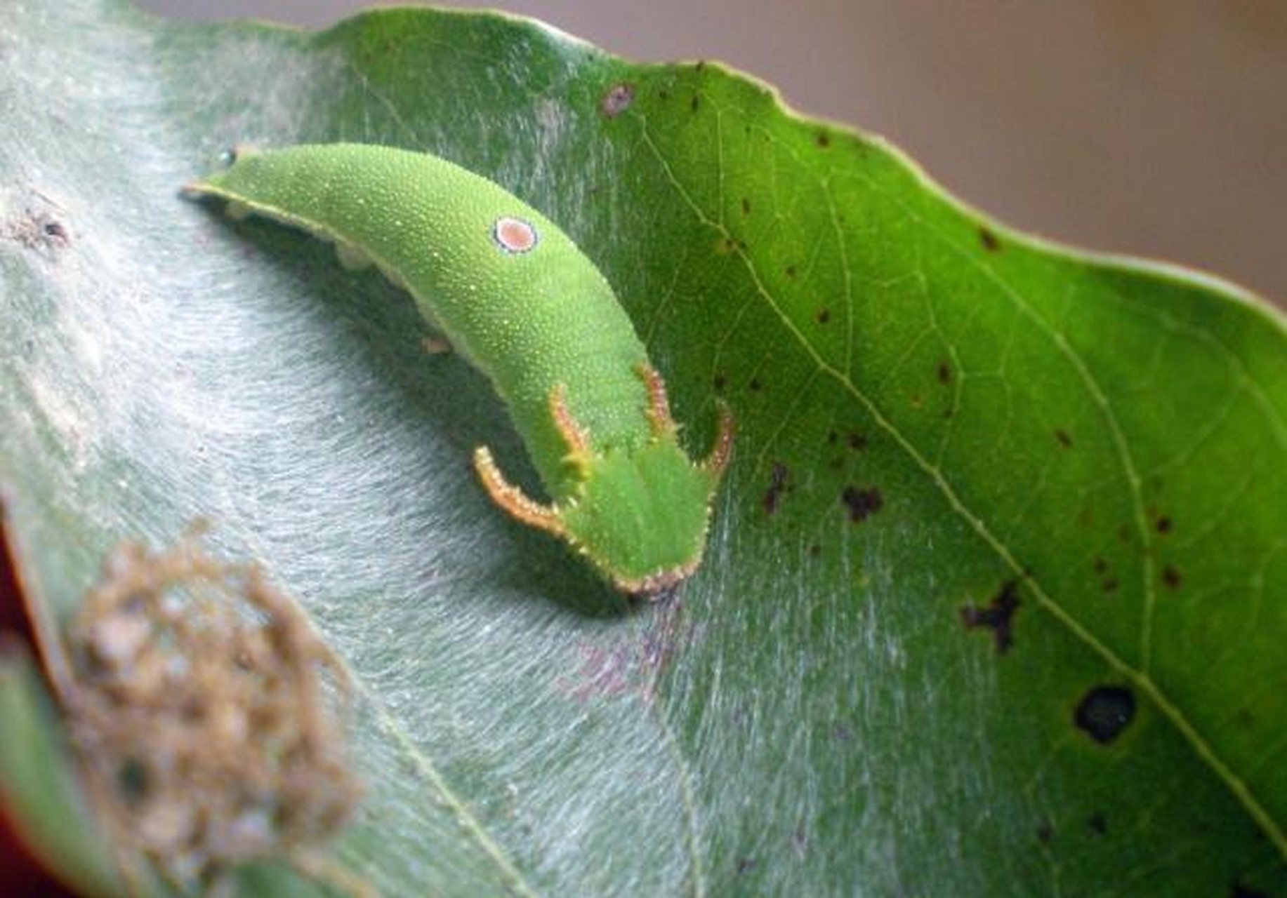 动物# 头上长角的毛毛虫见过吗,有人知道它的学名是什么吗