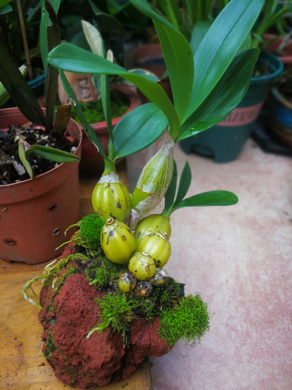 文心兰好雅,鼓槌石斛和滇西贝母好肥,积水凤梨和大花万代兰好艳!