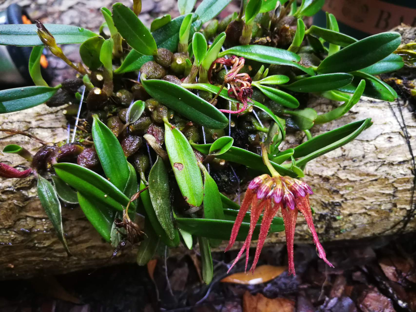 喜欢萌萌的石豆兰,自己买了各种散苗练习种在火山石,木板和树杆上.