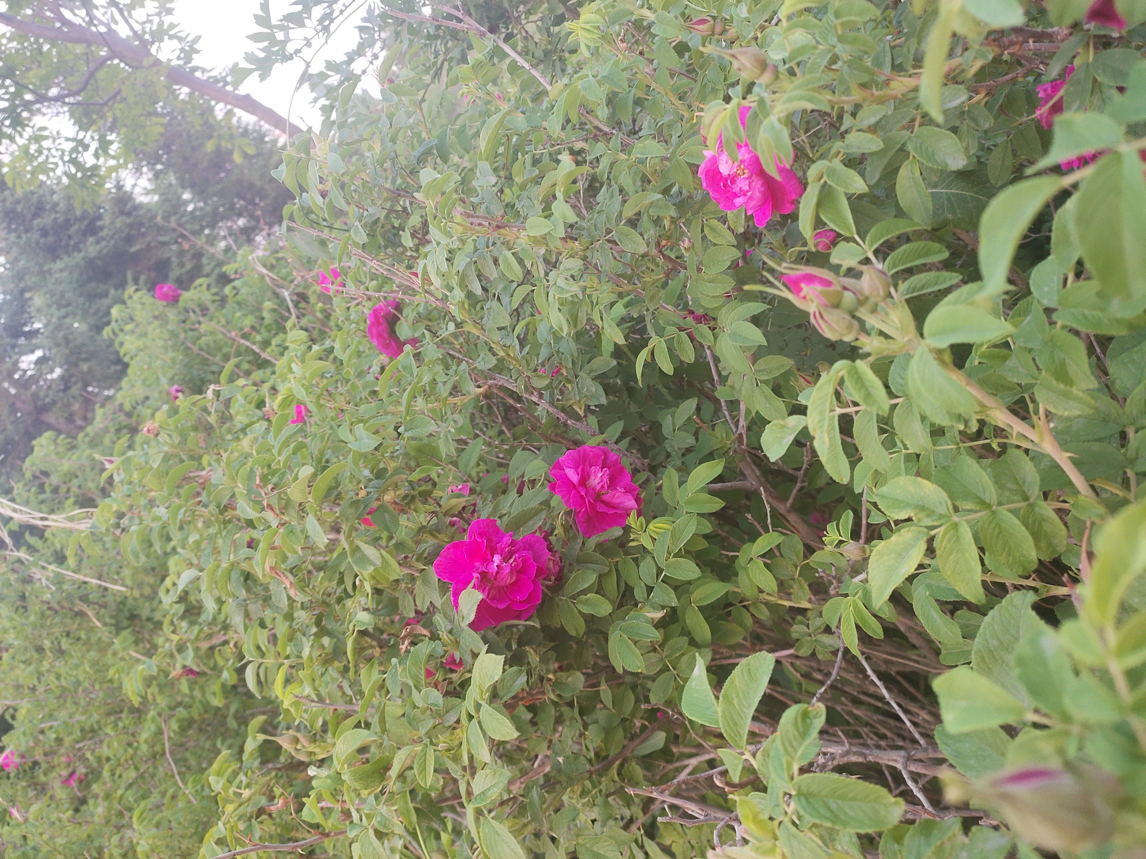 花开花落,云卷云舒,又是一年春好处.