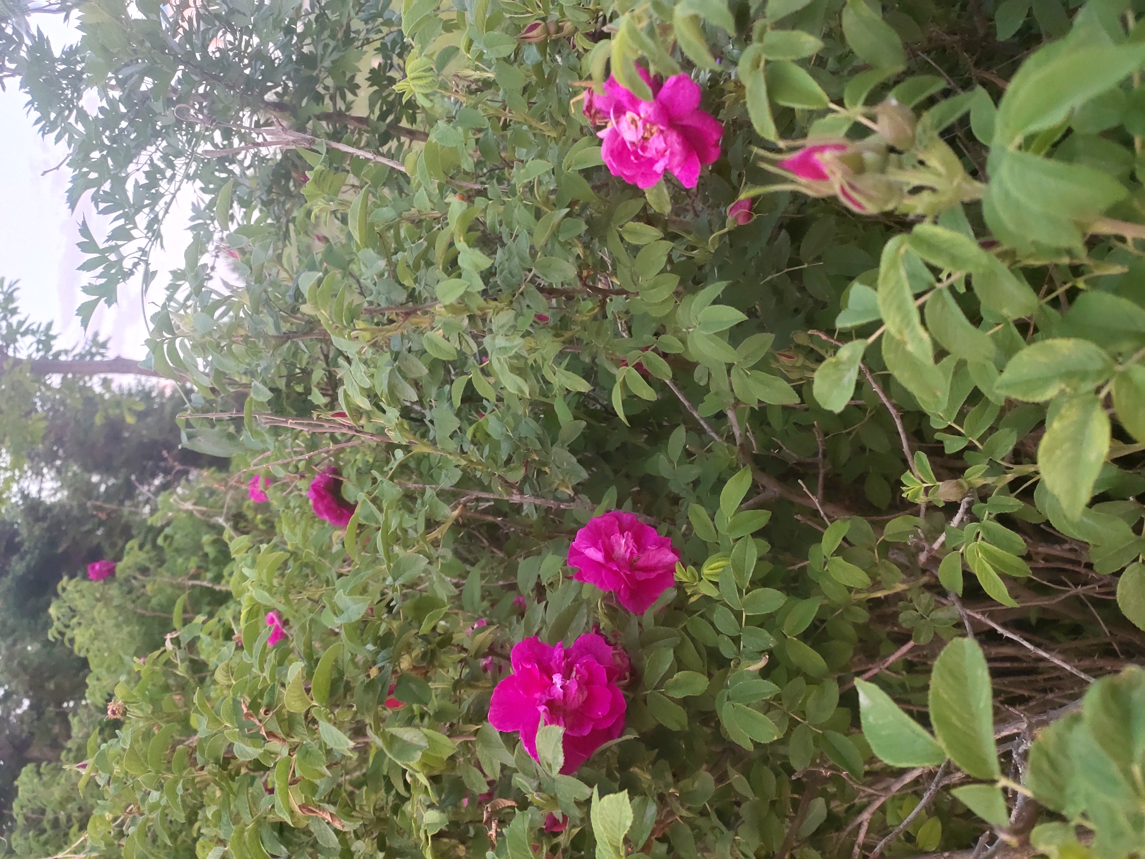 花开花落,云卷云舒,又是一年春好处.