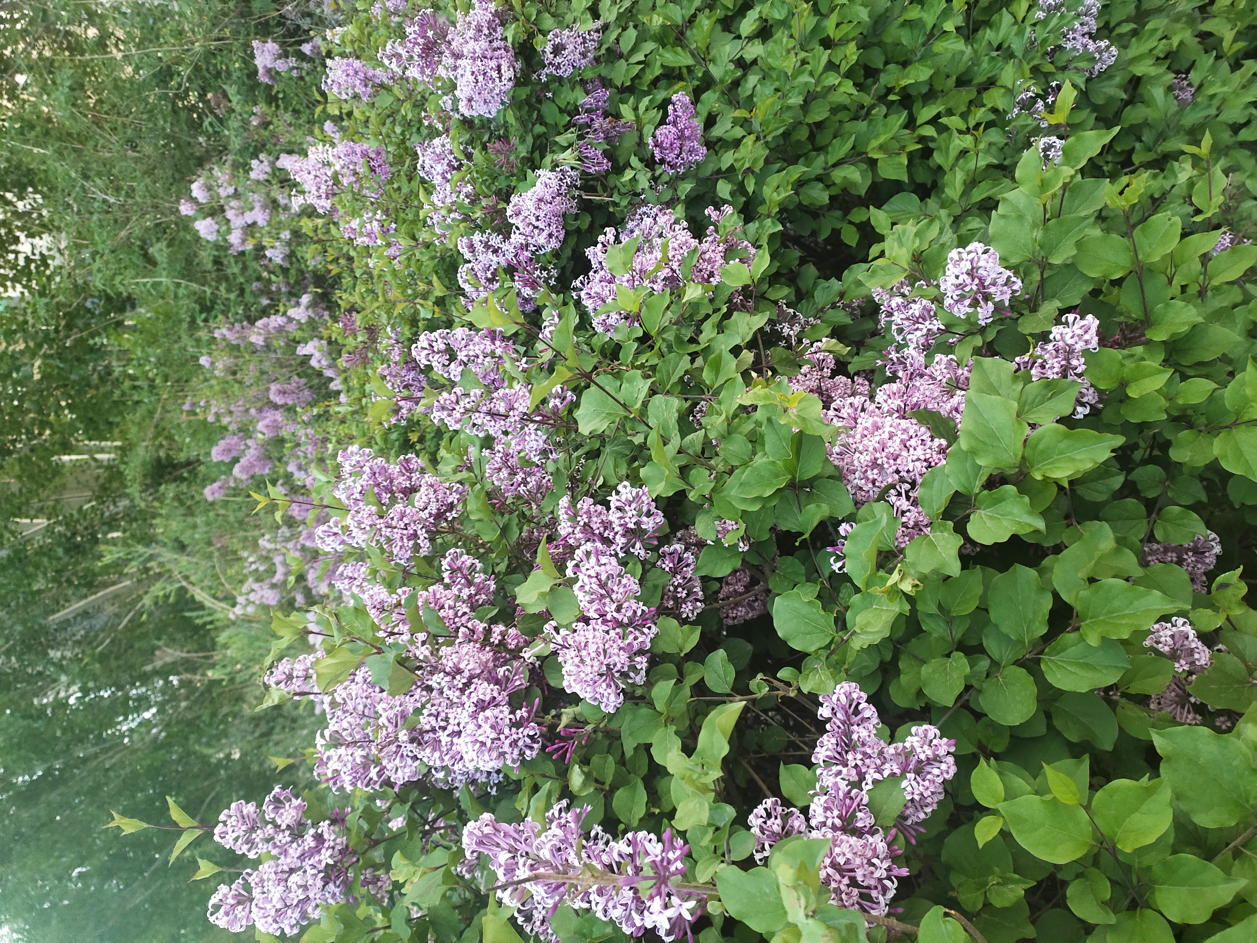 花开花落,云卷云舒,又是一年春好处.