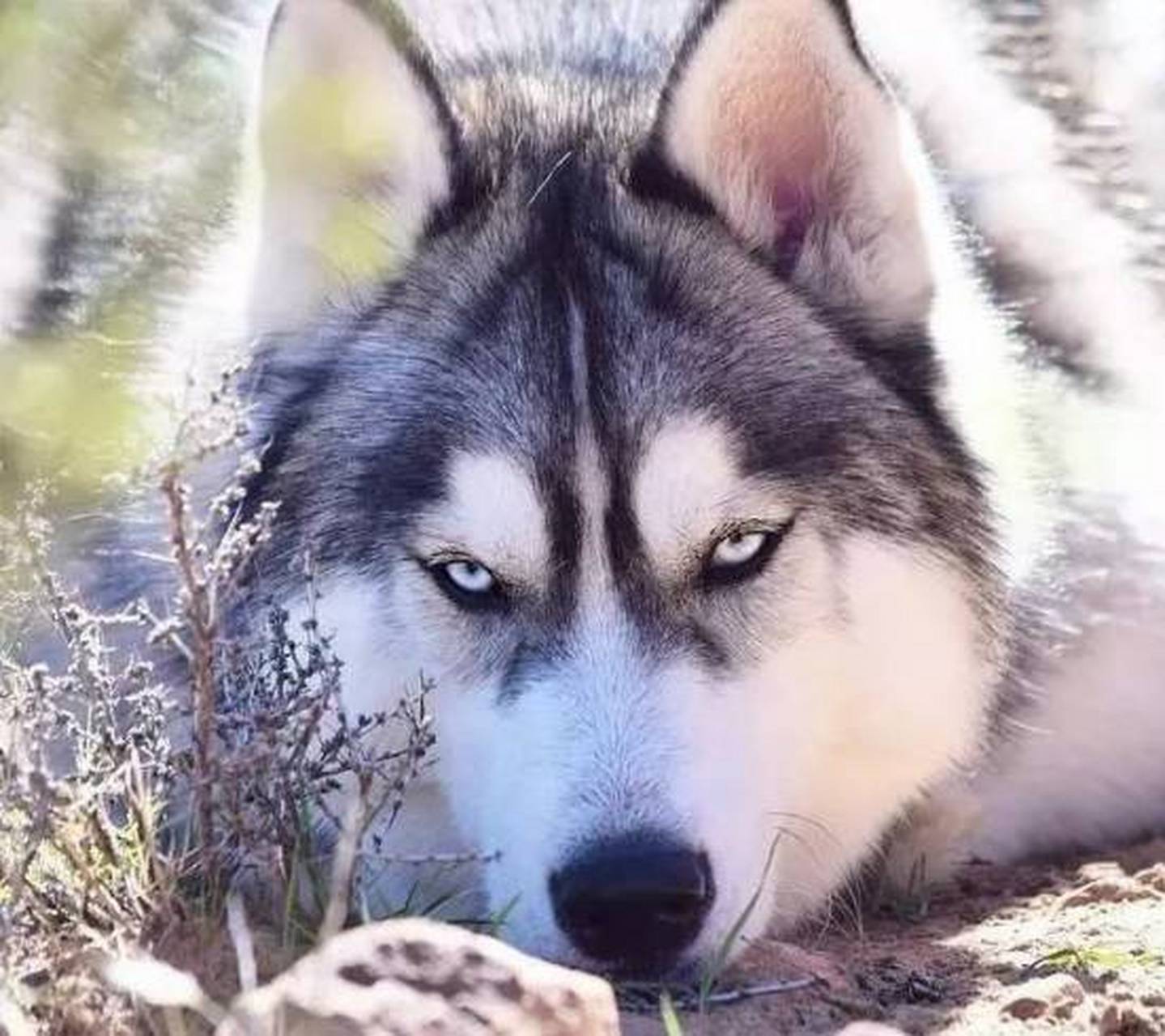 四只公狼崽,一只母狼崽,但有一只公狼崽因紫岚的疏忽,死于暴风雨中