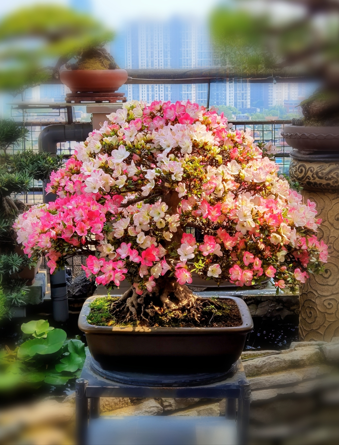 盆景欣赏——皋月杜鹃"碧空"