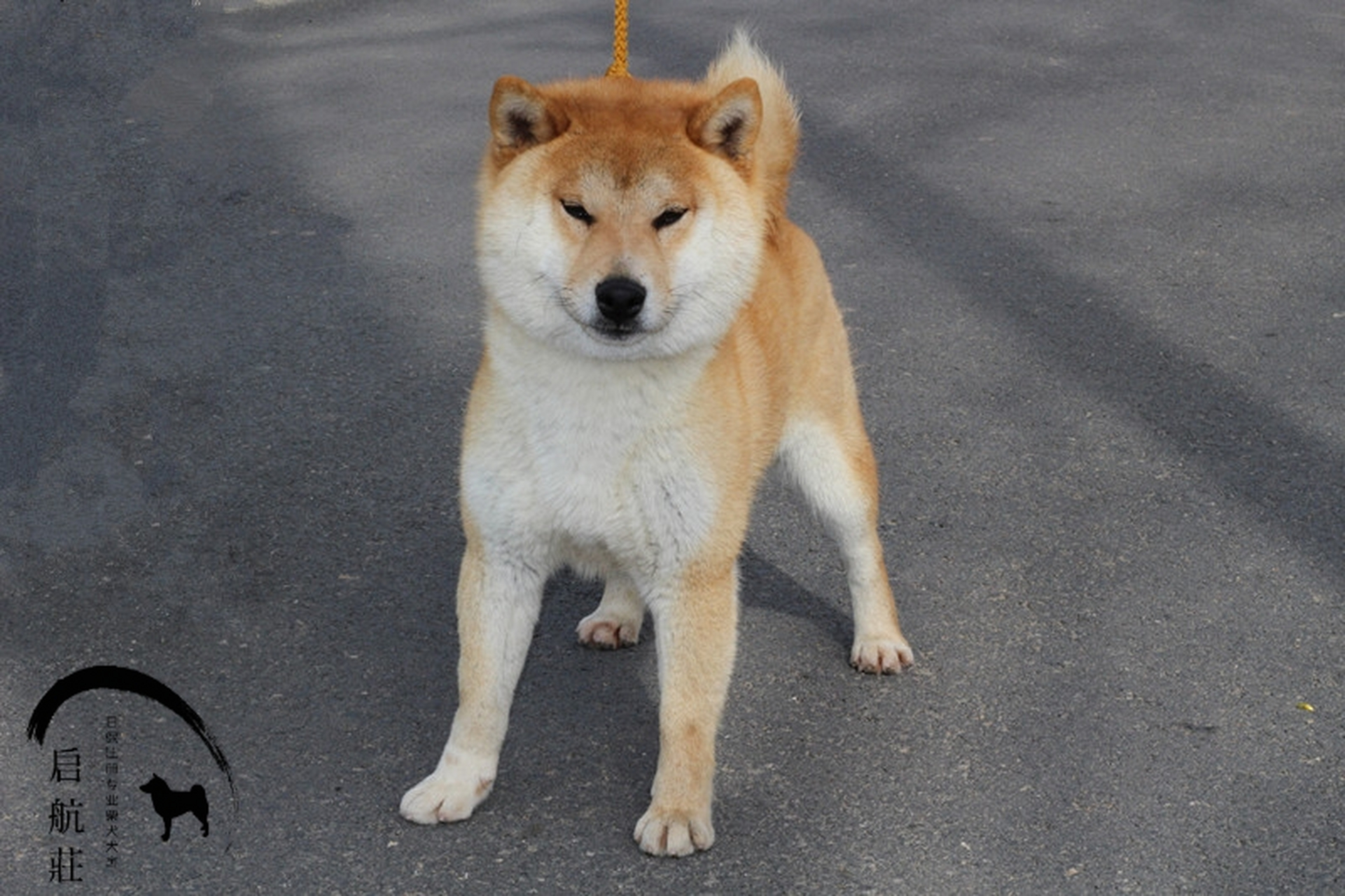 柴犬/柴犬价格/柴犬犬舍/北京柴犬启航莊