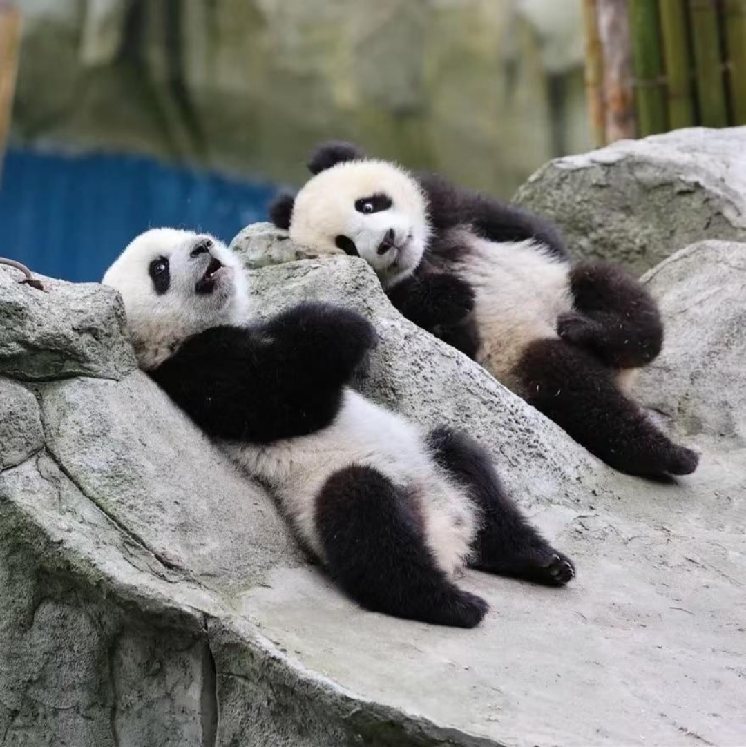 在宁静的小河边,两只可爱的熊猫悠闲地躺着,它们享受着这一刻的宁静