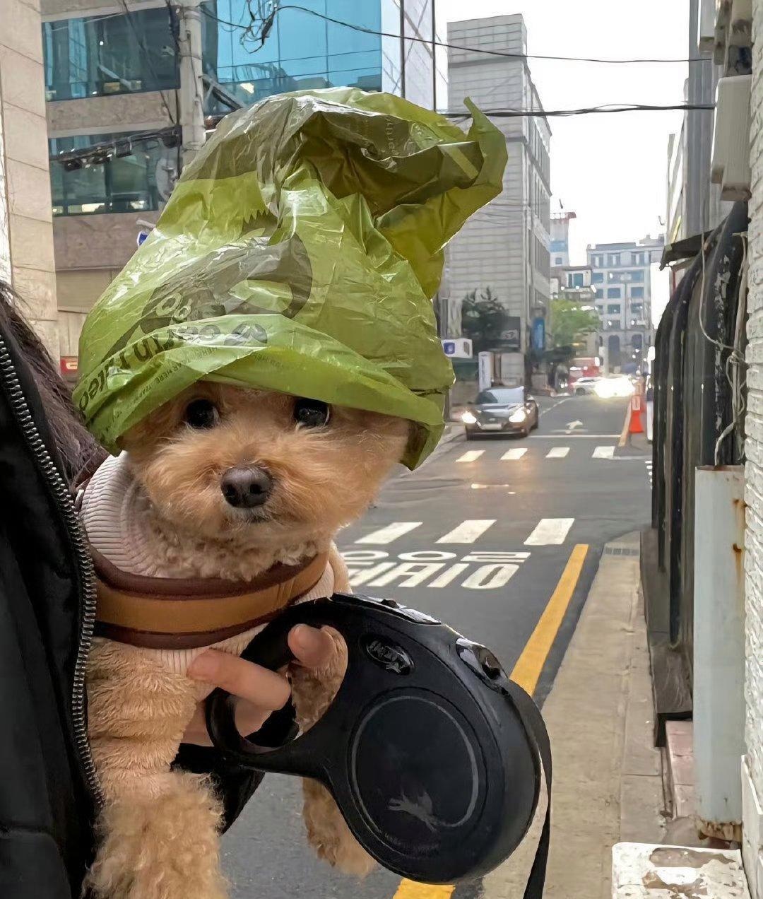 没想到狗狗还挺高兴,仿佛在说:"谁让咱长的帅,戴啥都好看!