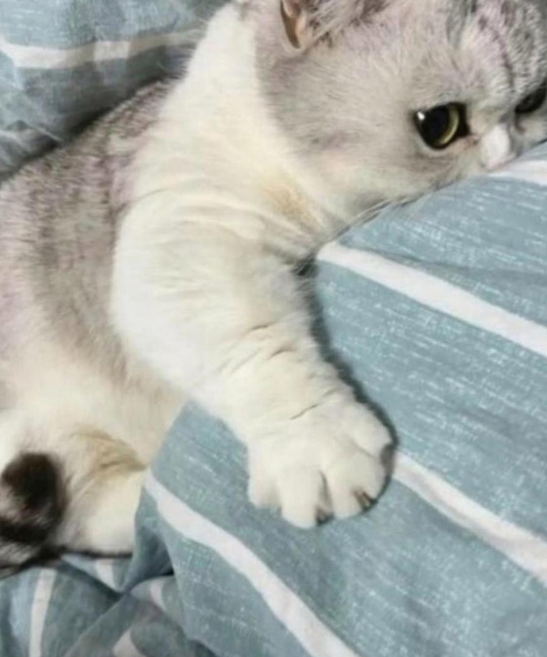 今天在家收拾东西的时候,一个不小心踩到了猫咪的尾巴