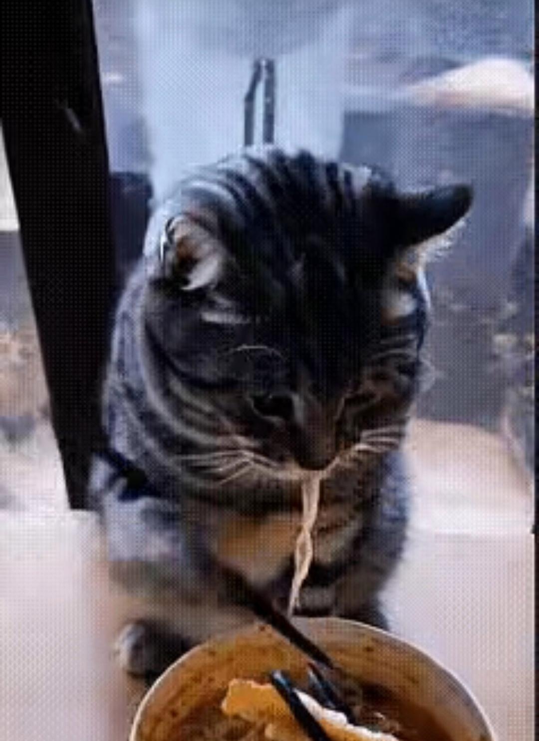 串门时,正碰到邻居在给猫咪吃午饭,你看猫咪夹着面条吃,用筷子的姿势