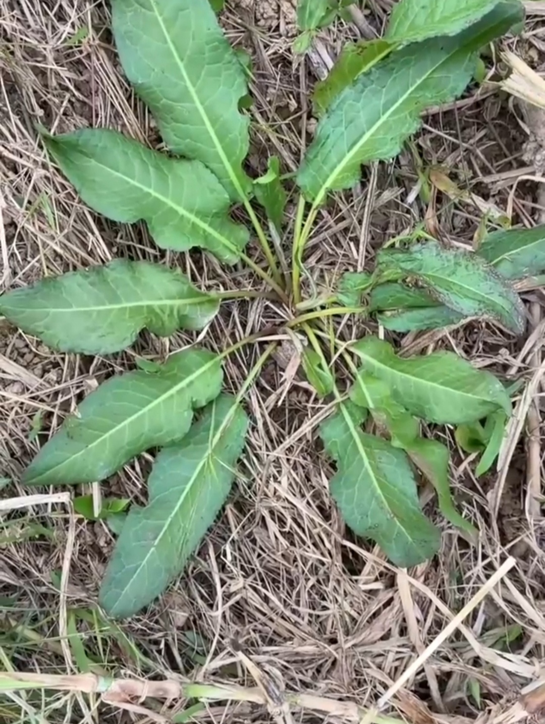 它就是野菠菜,也叫土大黄,土人参.