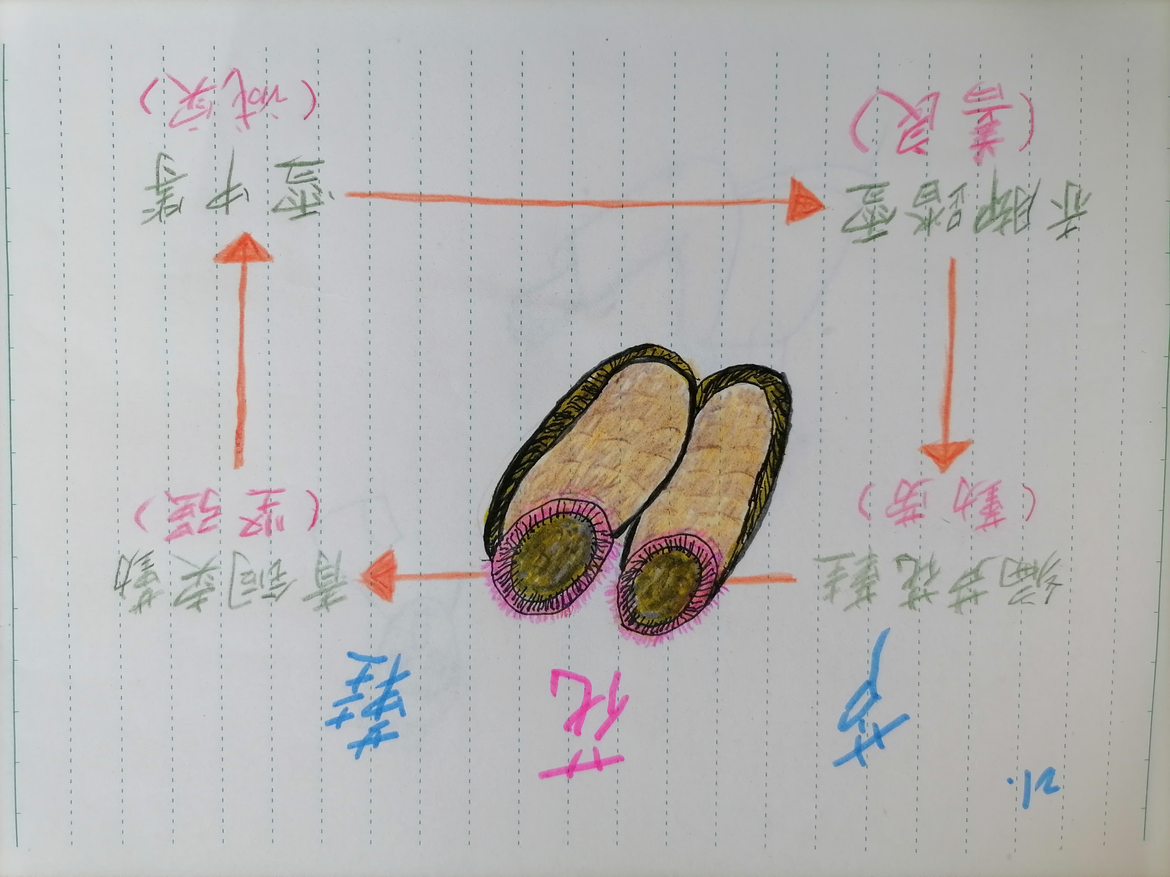 芦花鞋思维导图怎么画图片