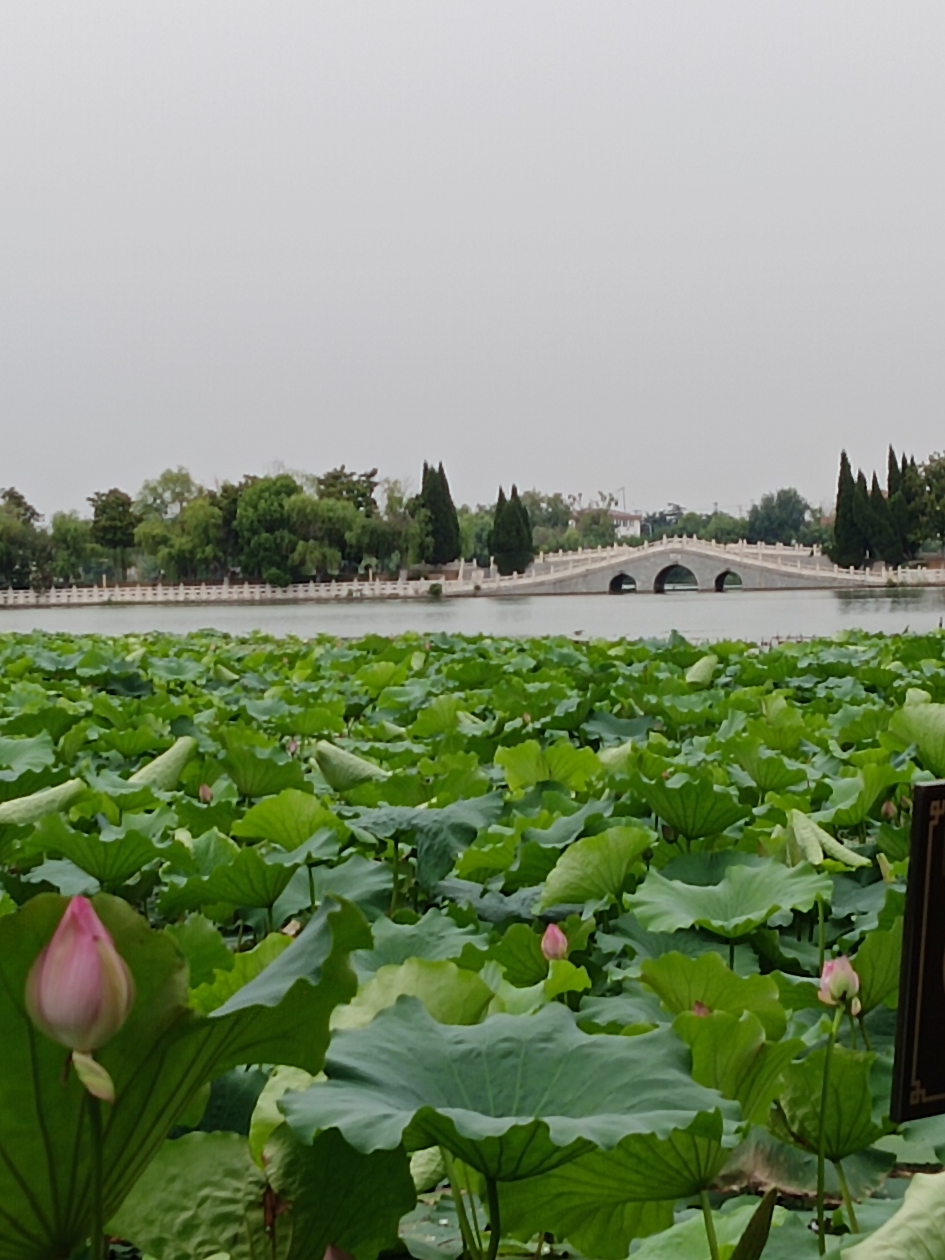 临沂龙湖公园图片