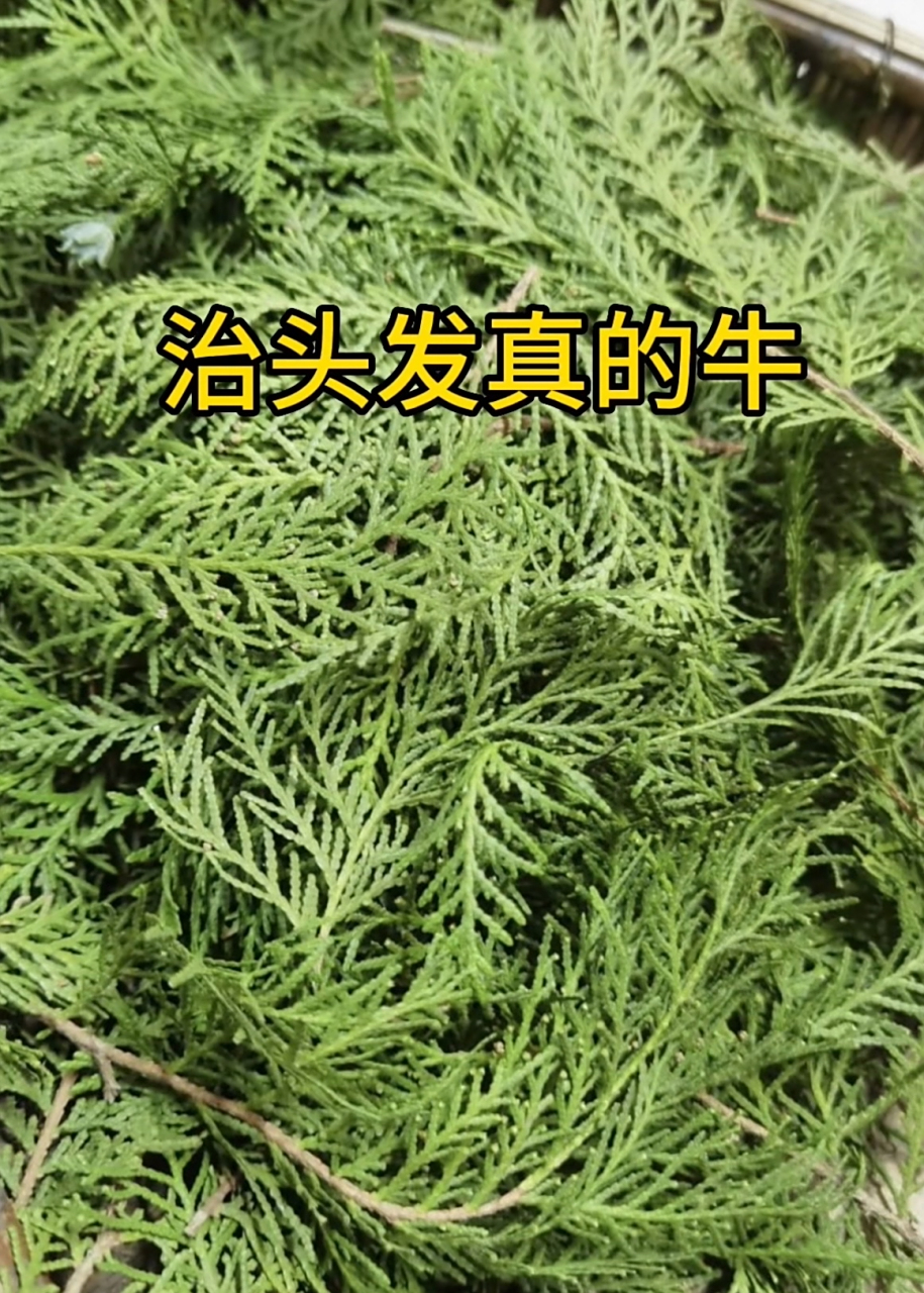 皮肤科上班的朋友说侧柏叶张头发,她还拿了洗发水让我搭配着用了没一