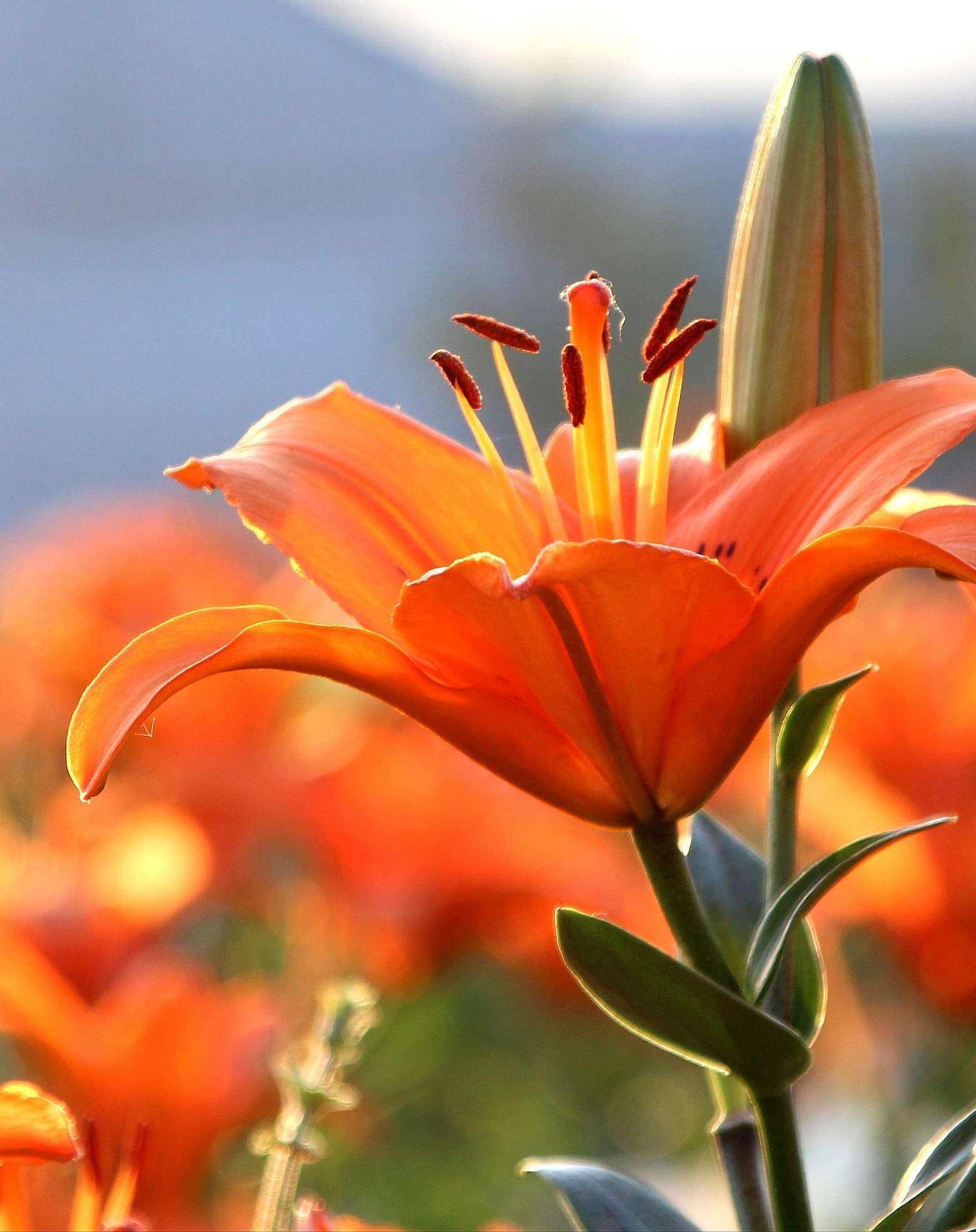 《遇见百合》 遇见一片花海, 沾染一身花香, 一路走入美好, 一路芬芳