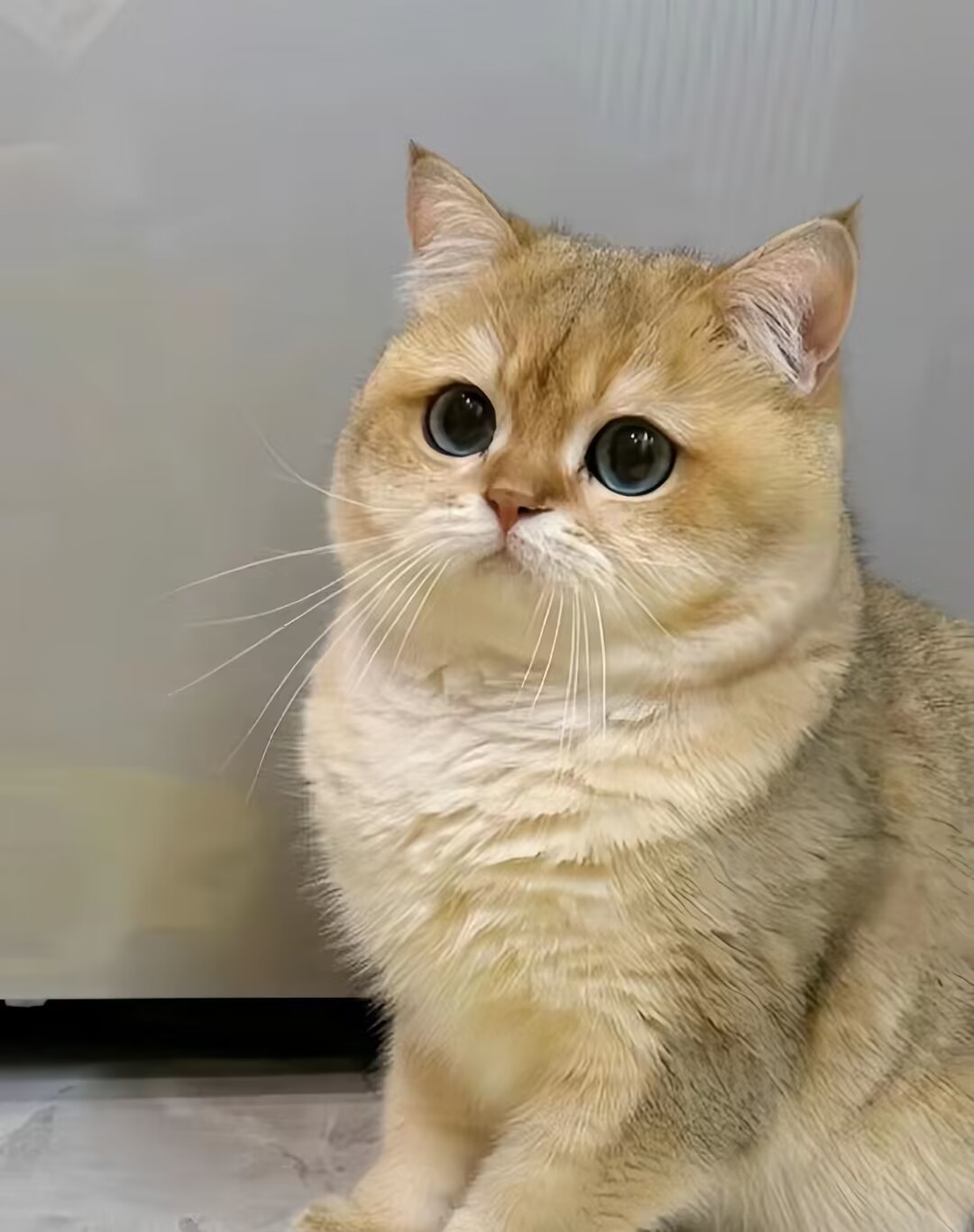 这只猫咪的大眼睛简直深邃如海,蓝色的眼眸闪烁着神秘的光芒,让人瞬间