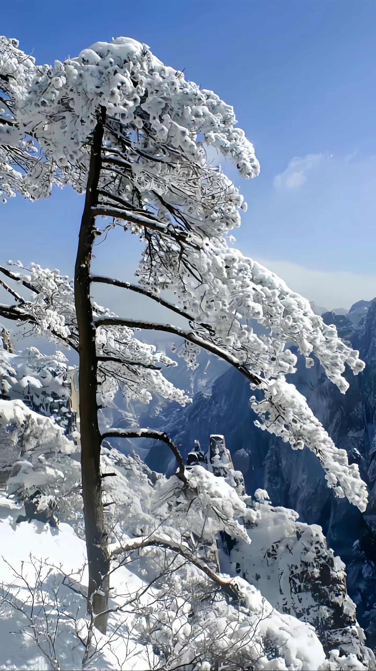 9015冬日奇遇记 山顶的雪中松树98  冬天的山顶