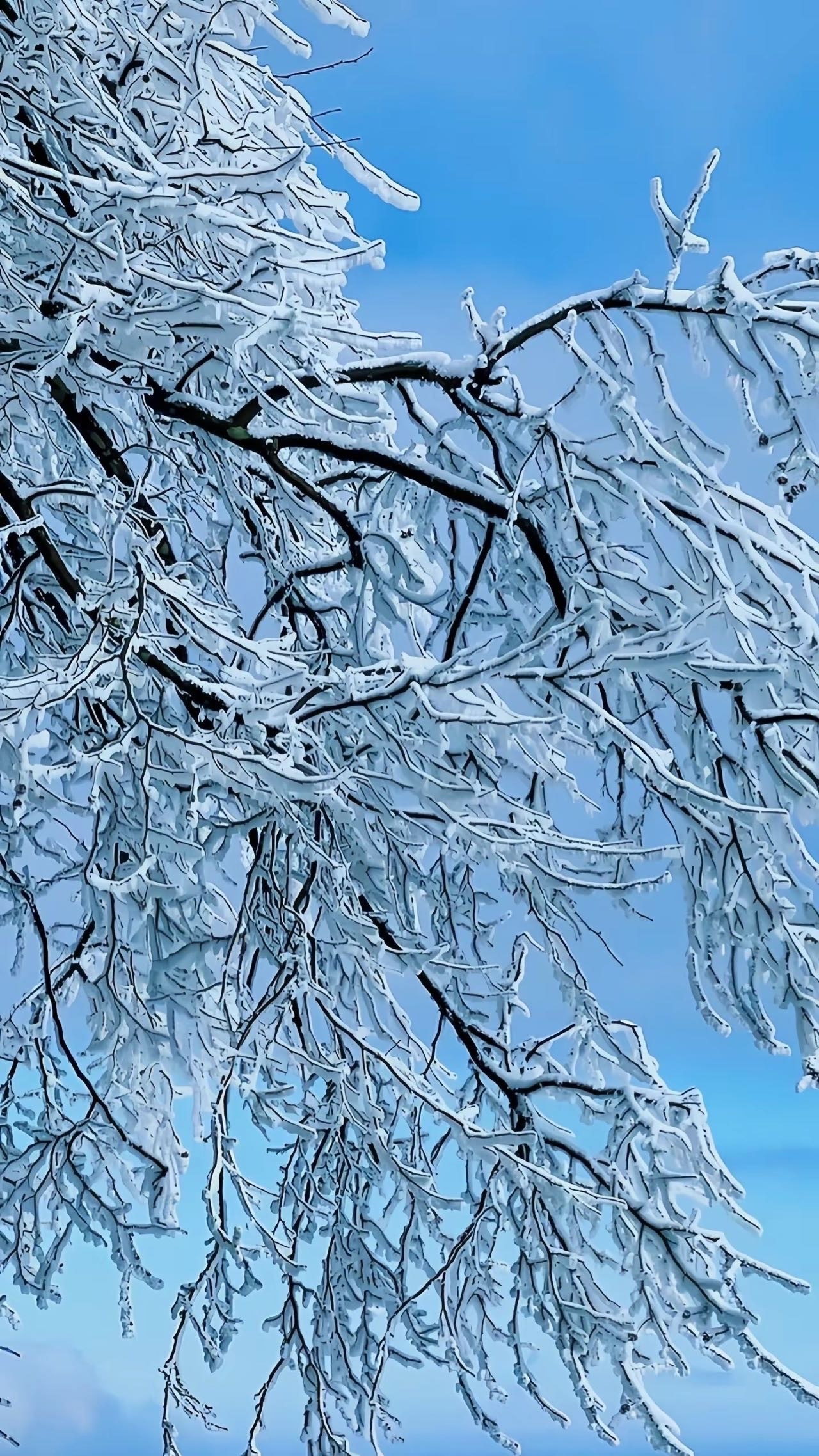 ❄️冬日奇遇,雪中树枝的秘密✨