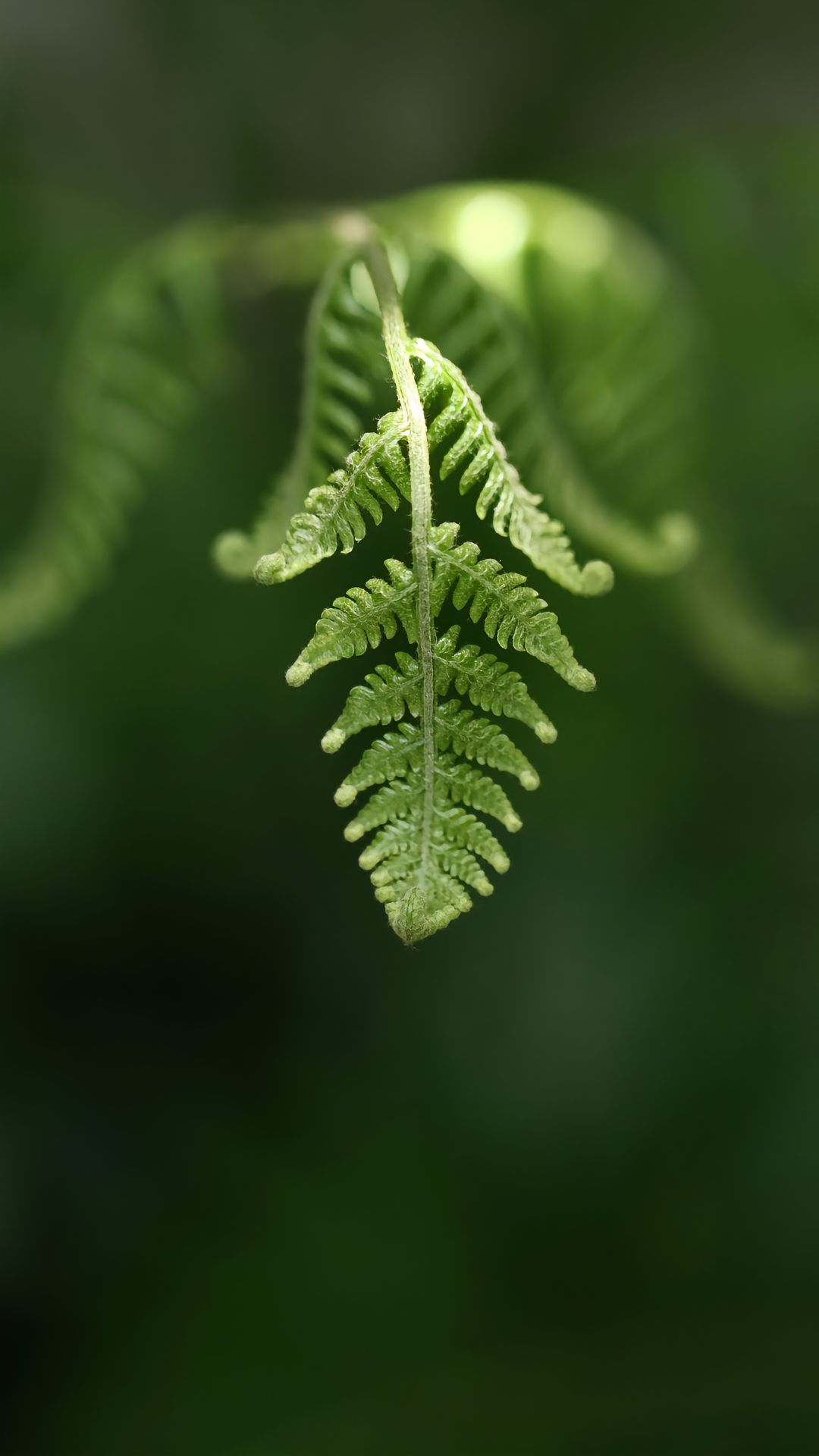 蕨类植物图片大全大图图片