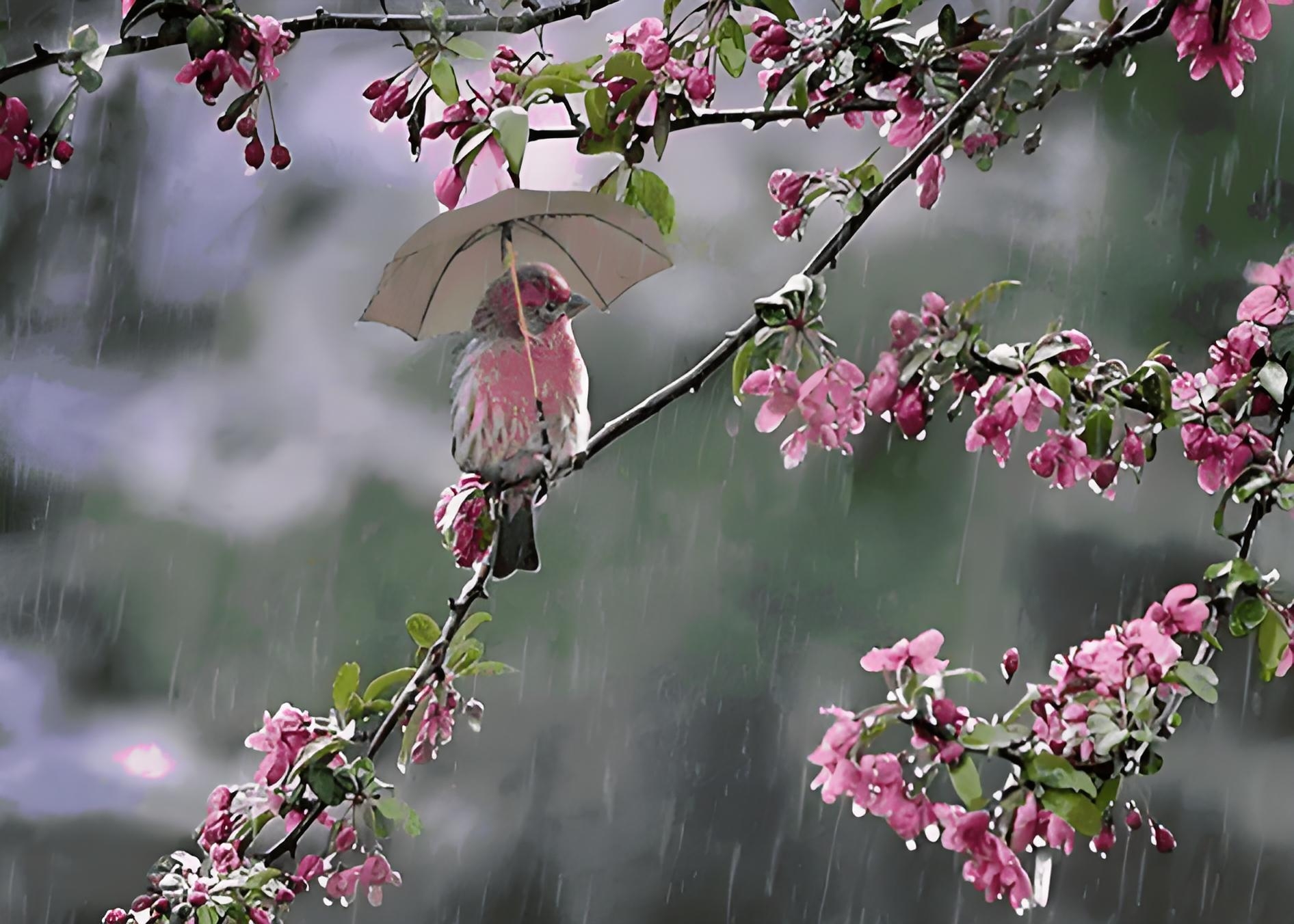 "好雨知时节,当春乃发生.随风潜入夜,润物细无声