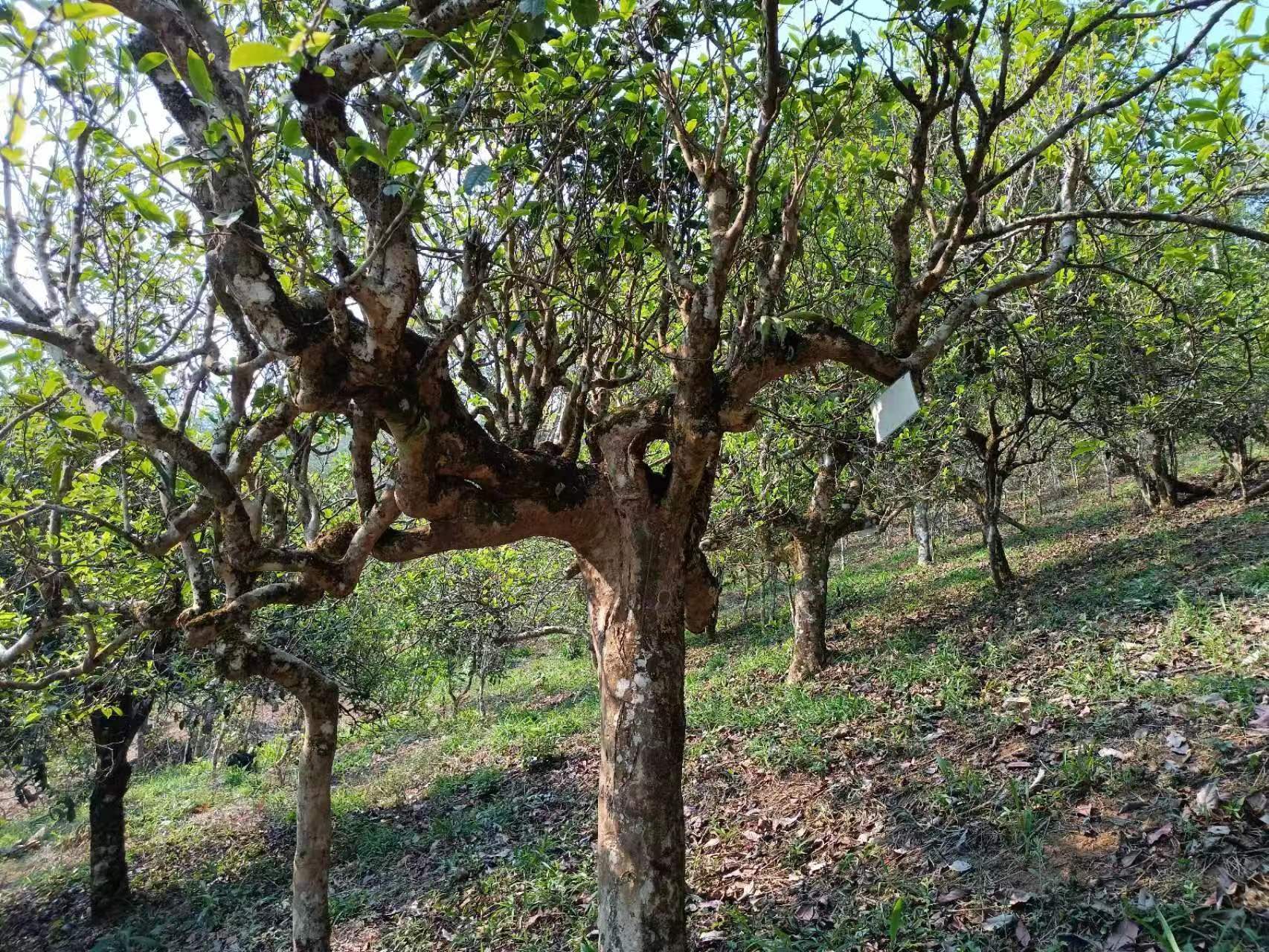 纯天然无公害的百年古茶树 喝茶喝品质,喝茶喝健康