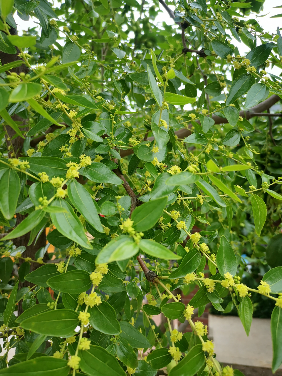 枣树几月份开花图片